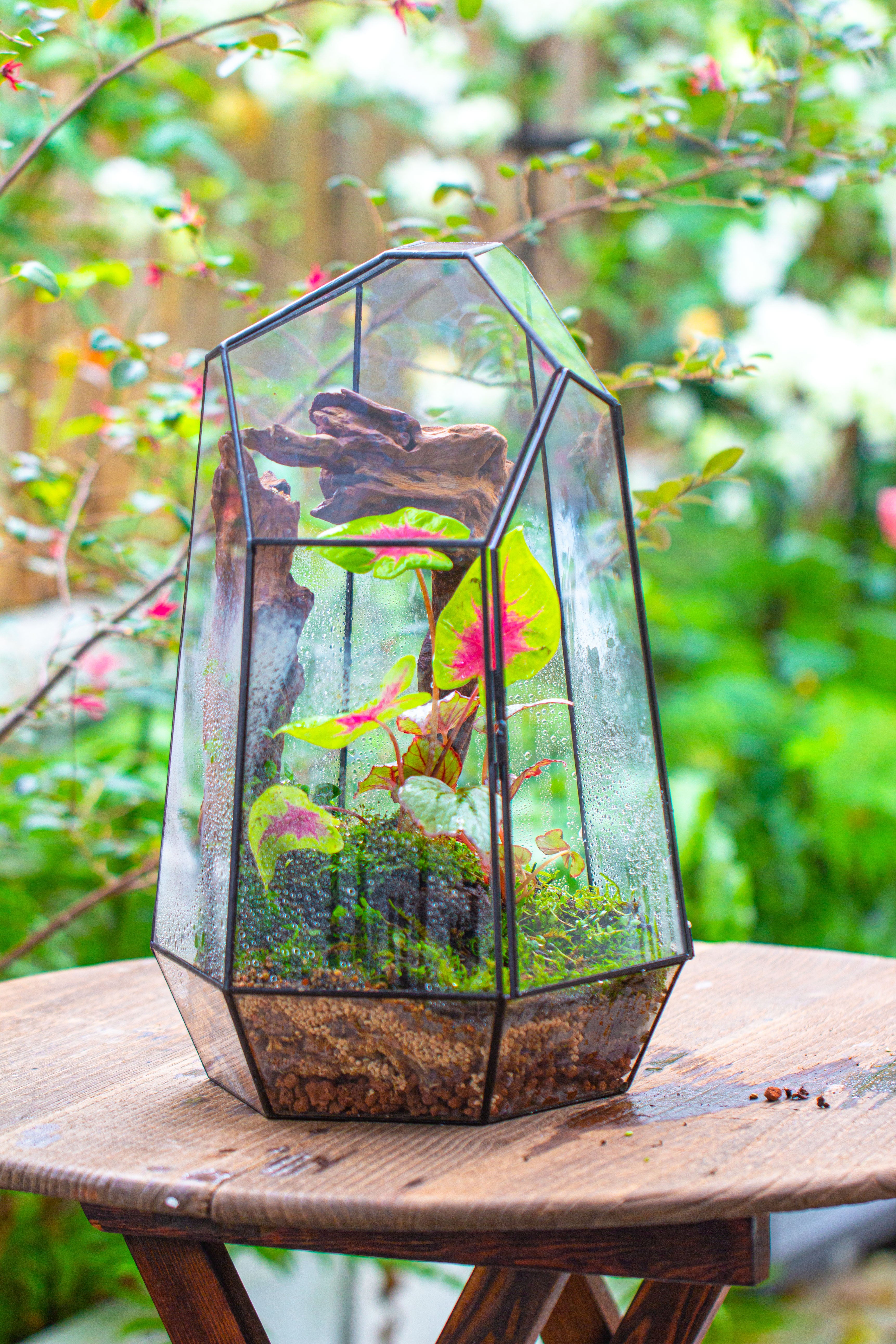 16.1" Large Irregular Geometric Glass Terrarium, Close, Tin soldered, for moss, tropical plants, micro landscape - NCYPgarden