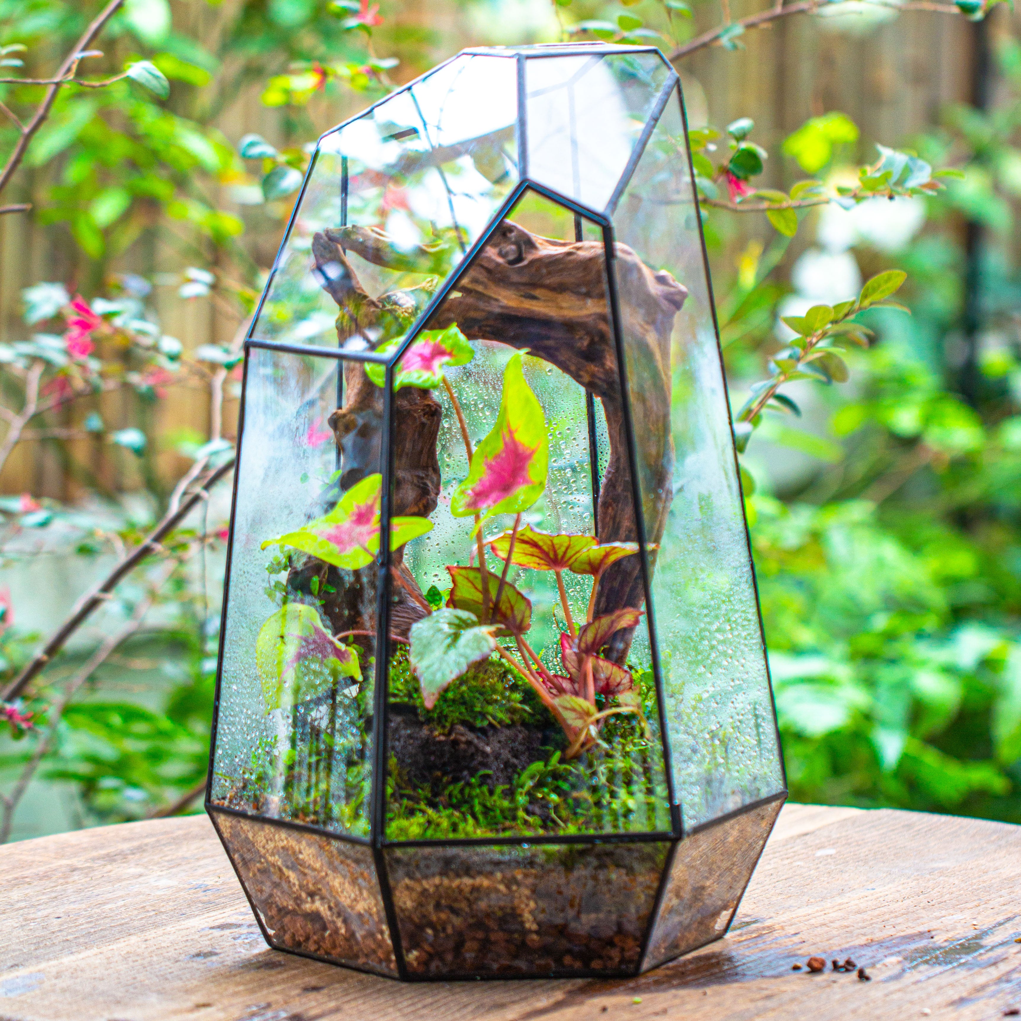 16.1" Large Irregular Geometric Glass Terrarium, Close, Tin soldered, for moss, tropical plants, micro landscape - NCYPgarden
