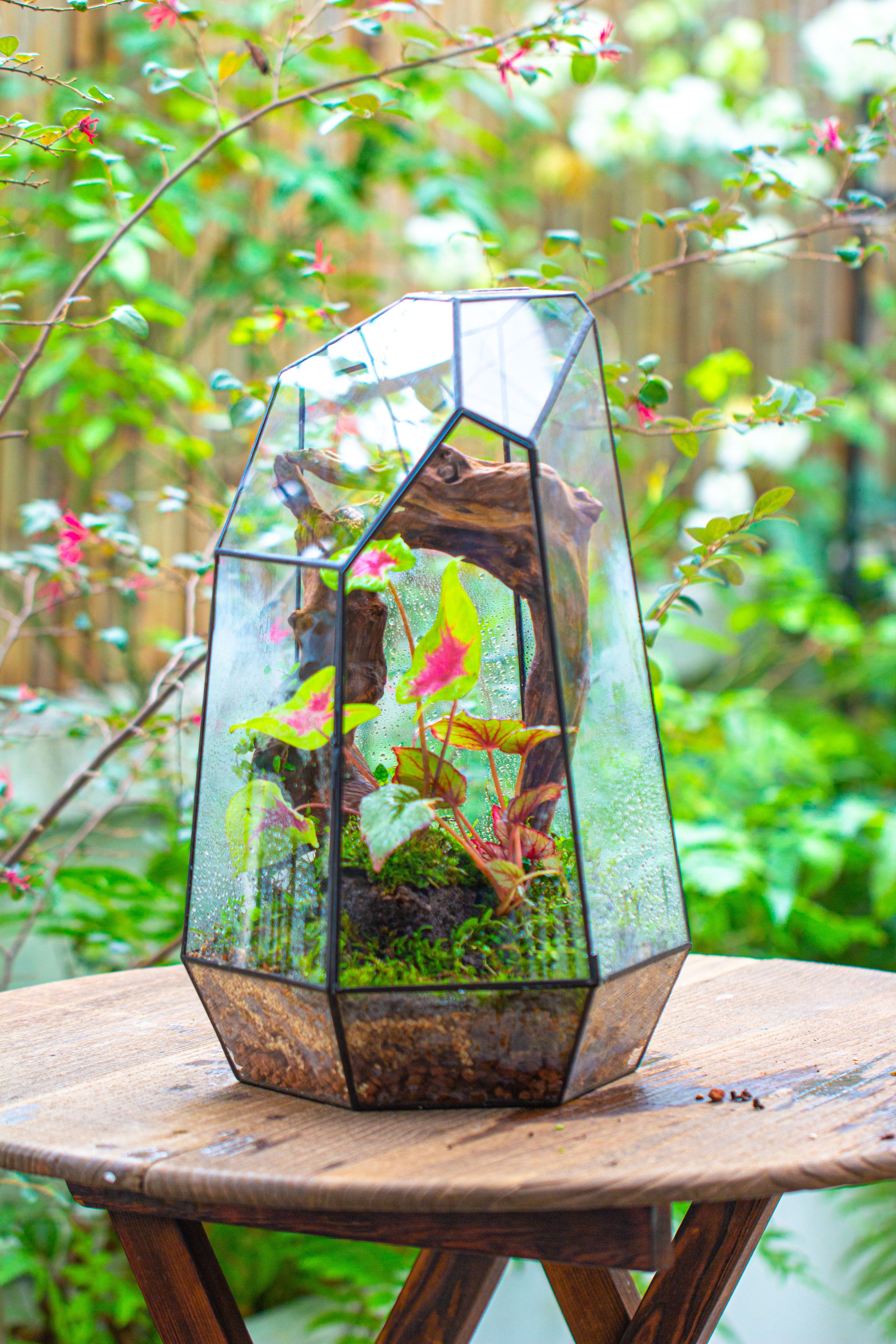 16.1" Large Irregular Geometric Glass Terrarium, Close, Tin soldered, for moss, tropical plants, micro landscape - NCYPgarden