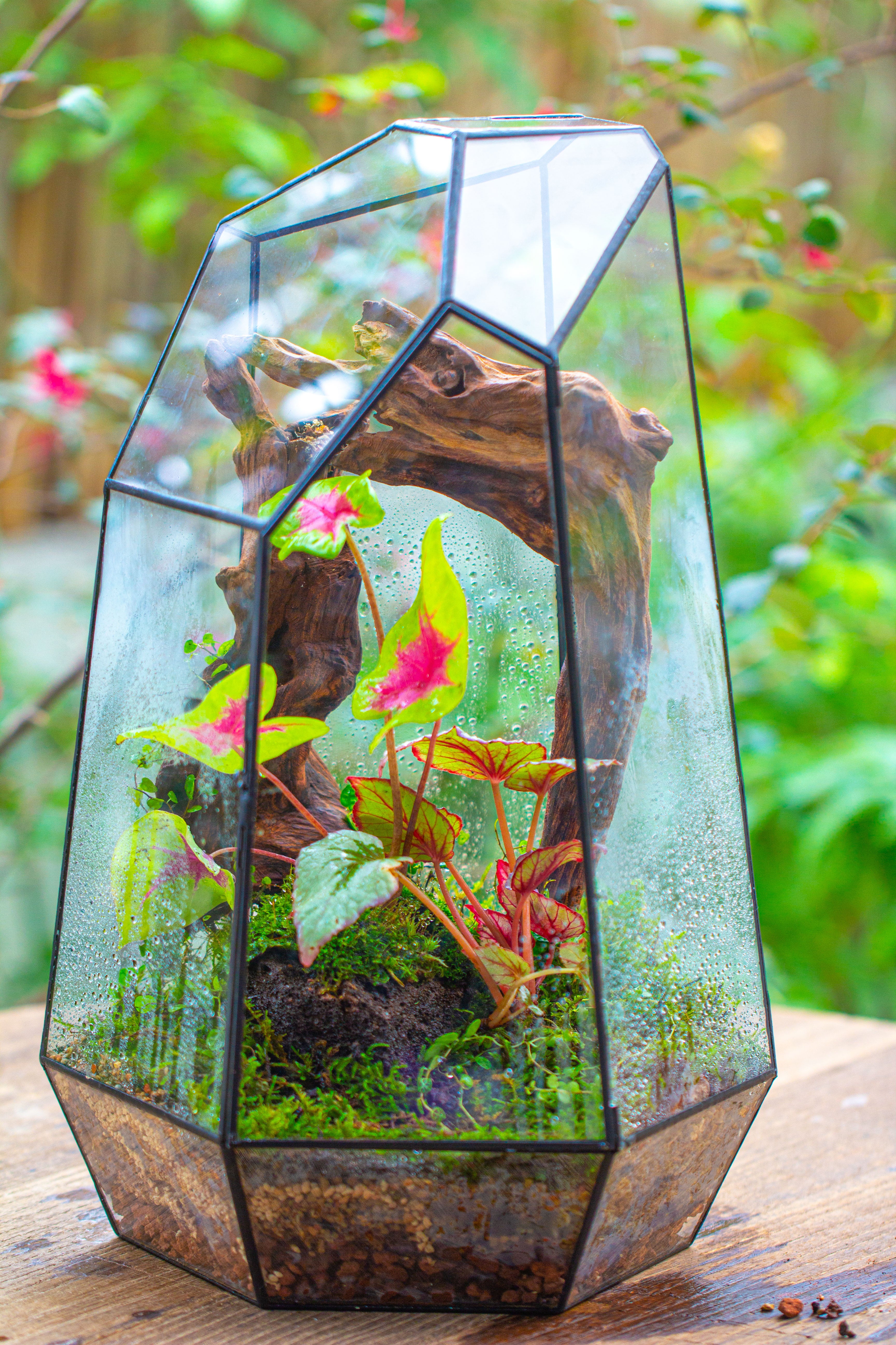16.1" Large Irregular Geometric Glass Terrarium, Close, Tin soldered, for moss, tropical plants, micro landscape - NCYPgarden