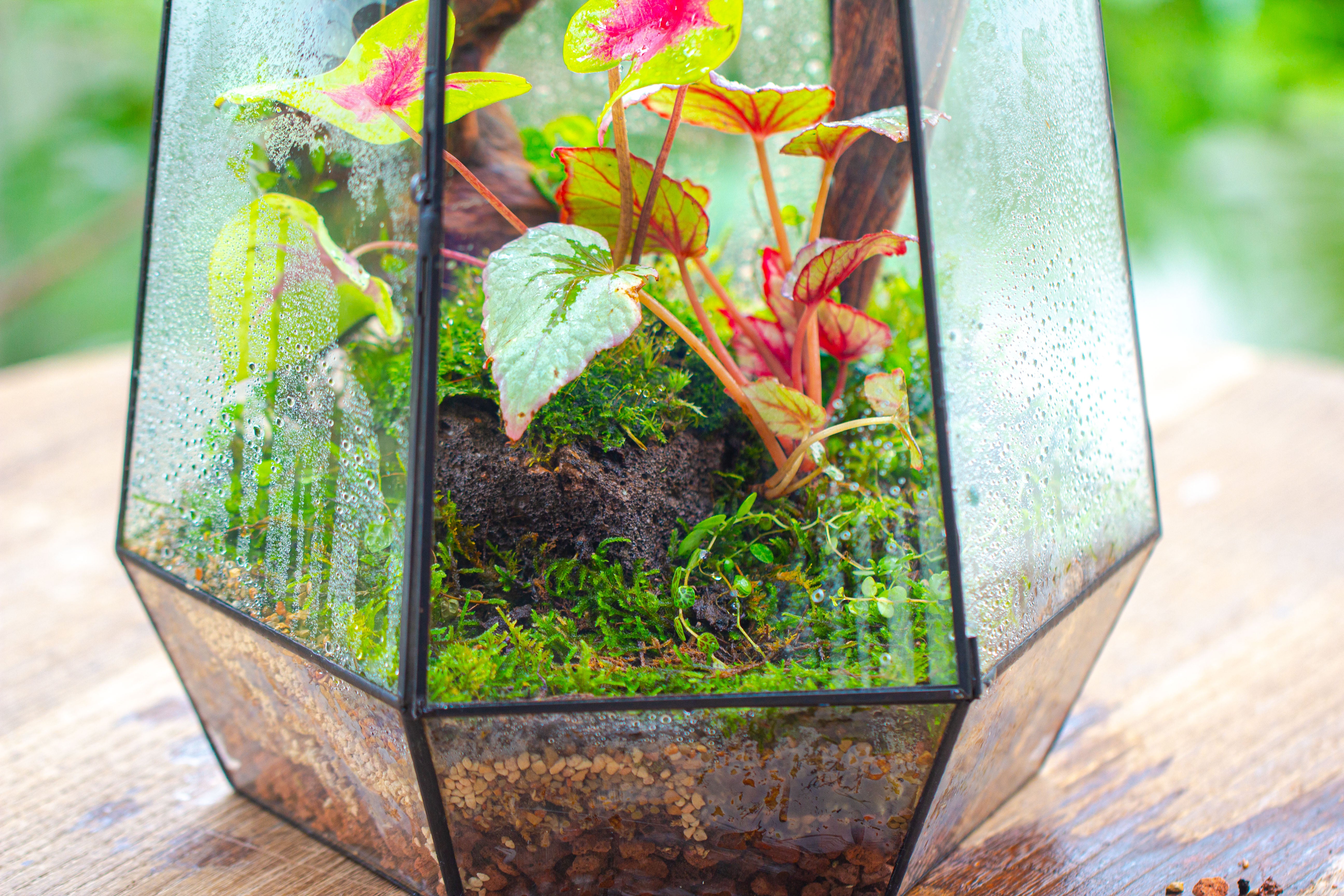 16.1" Large Irregular Geometric Glass Terrarium, Close, Tin soldered, for moss, tropical plants, micro landscape - NCYPgarden