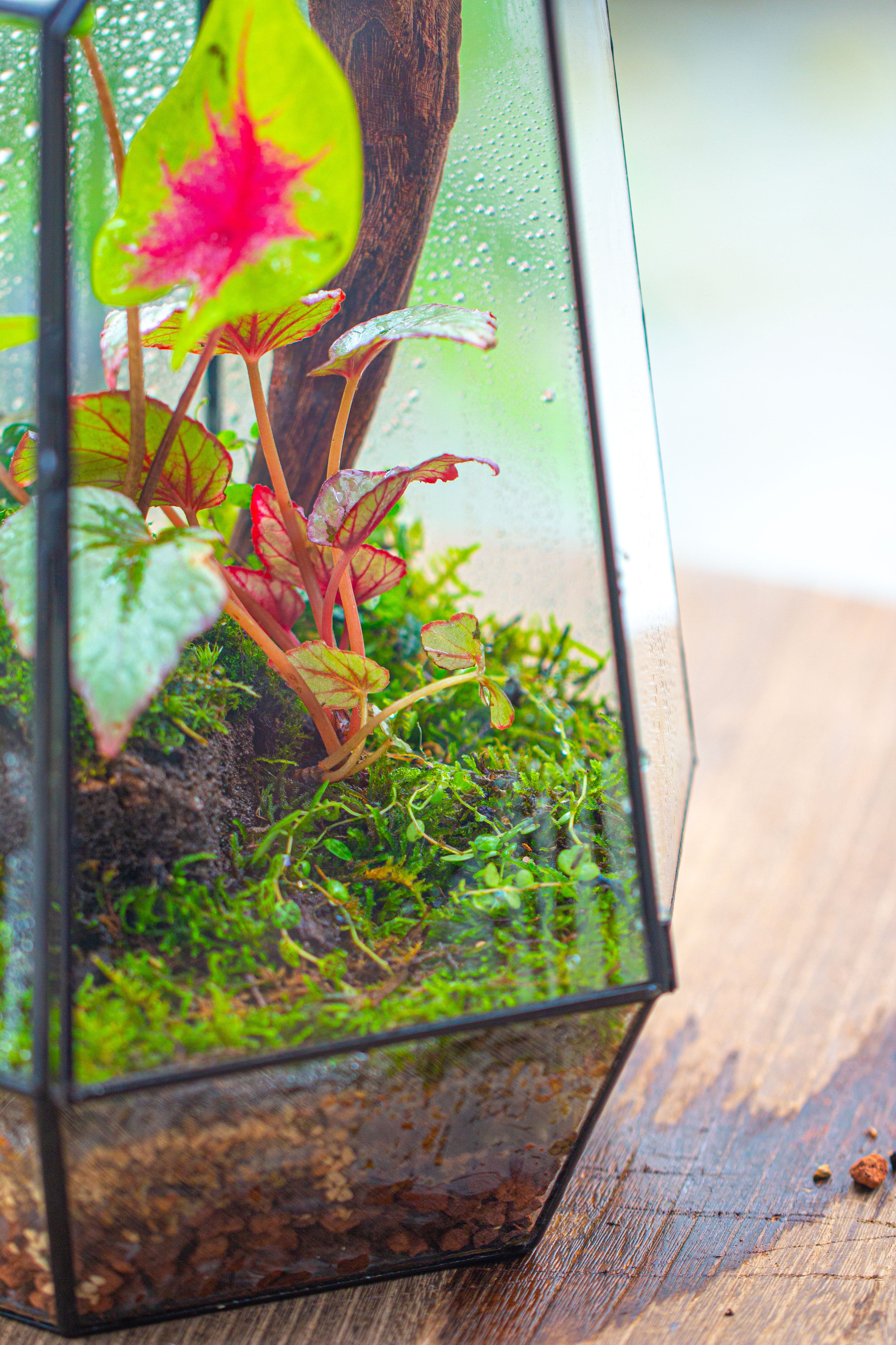 16.1" Large Irregular Geometric Glass Terrarium, Close, Tin soldered, for moss, tropical plants, micro landscape - NCYPgarden