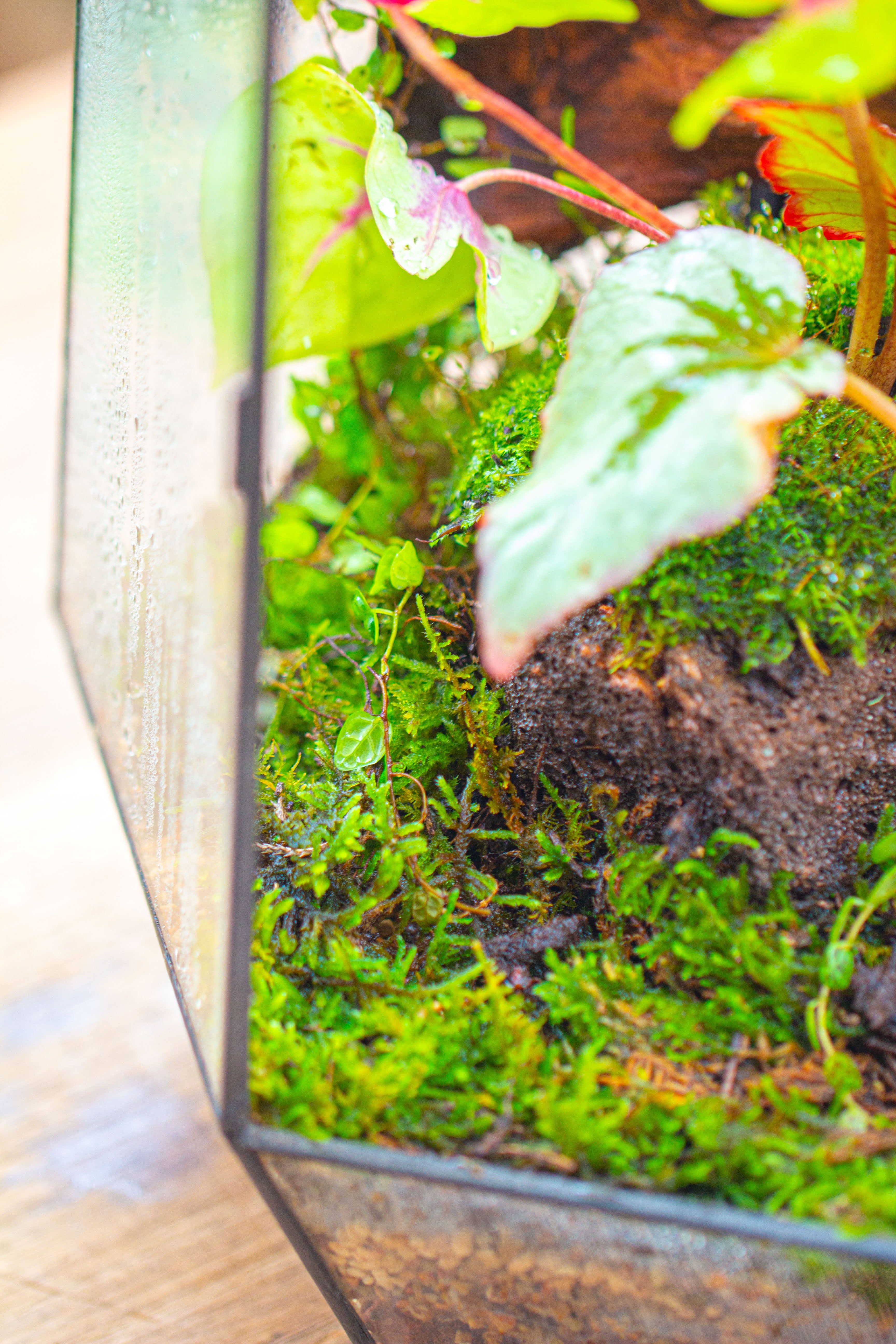 16.1" Large Irregular Geometric Glass Terrarium, Close, Tin soldered, for moss, tropical plants, micro landscape - NCYPgarden