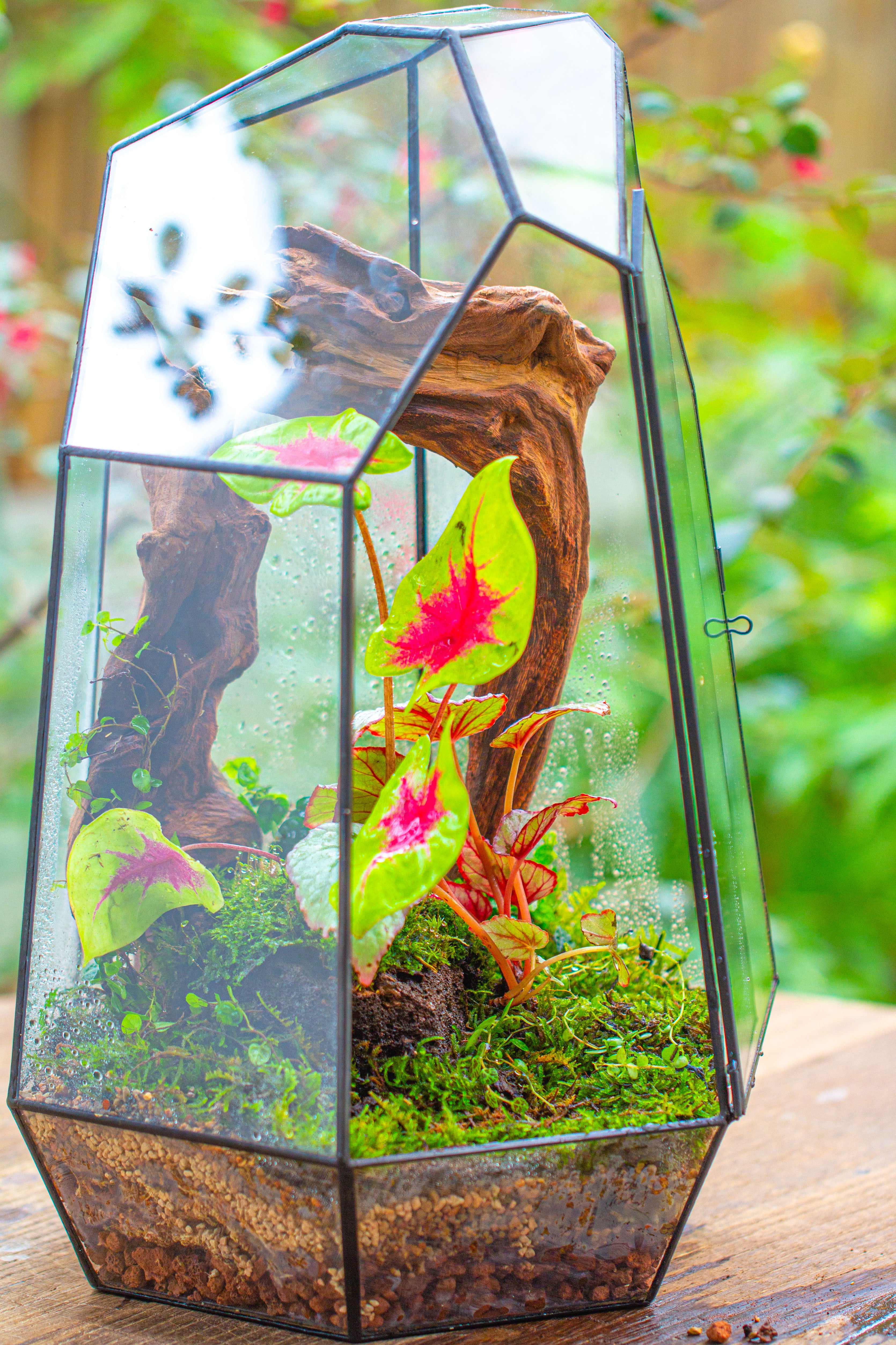 16.1" Large Irregular Geometric Glass Terrarium, Close, Tin soldered, for moss, tropical plants, micro landscape - NCYPgarden