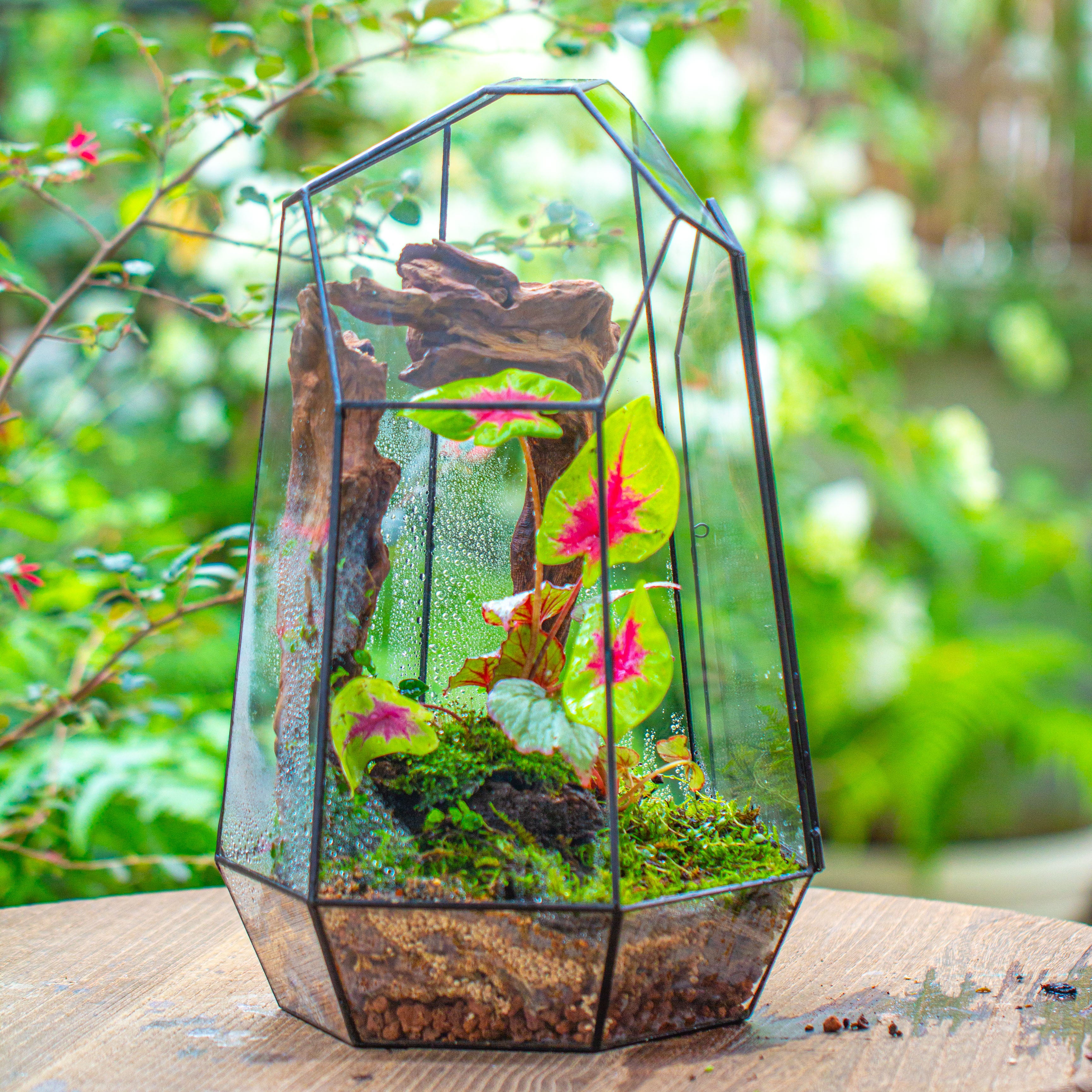 16.1" Large Irregular Geometric Glass Terrarium, Close, Tin soldered, for moss, tropical plants, micro landscape - NCYPgarden
