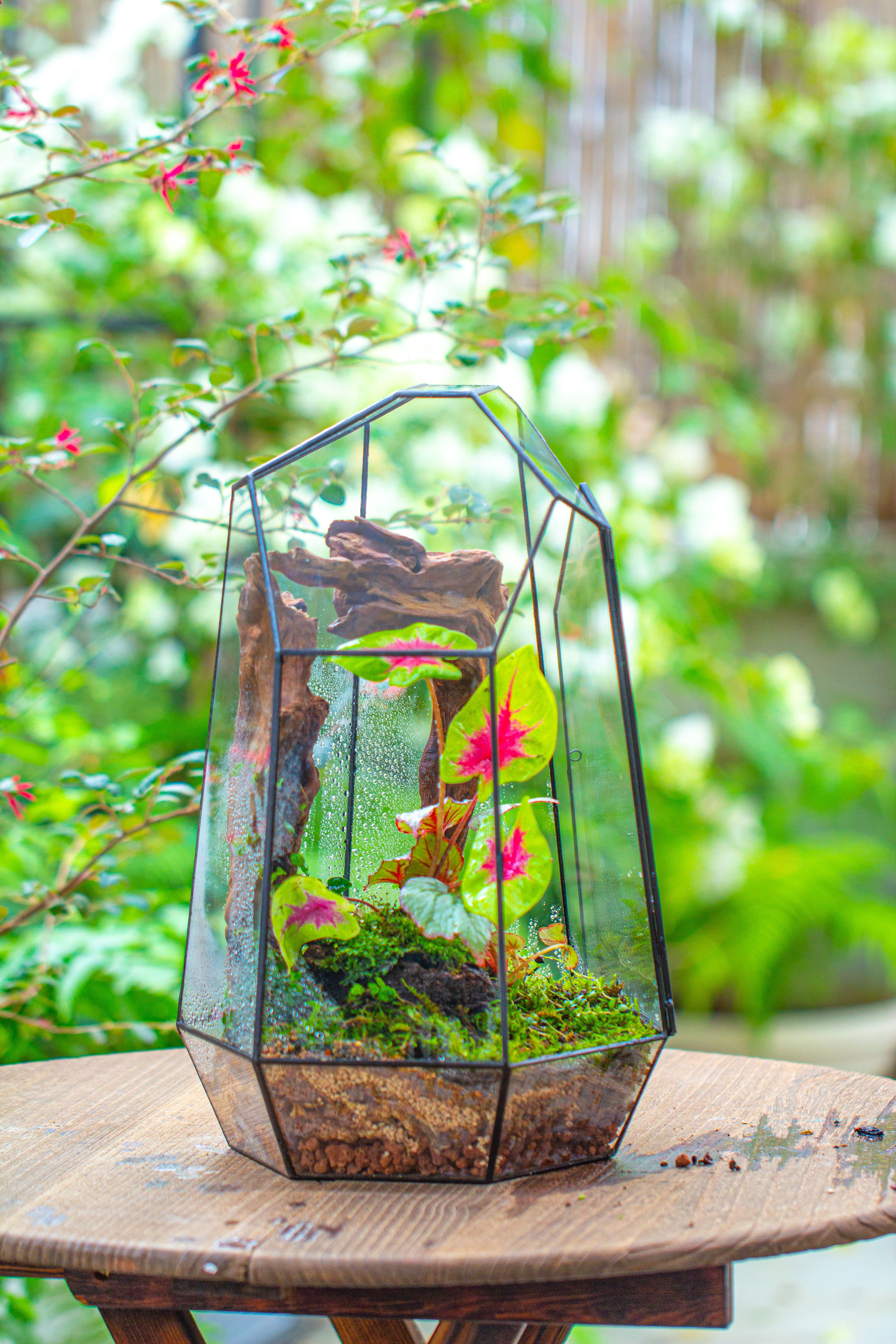 16.1" Large Irregular Geometric Glass Terrarium, Close, Tin soldered, for moss, tropical plants, micro landscape - NCYPgarden