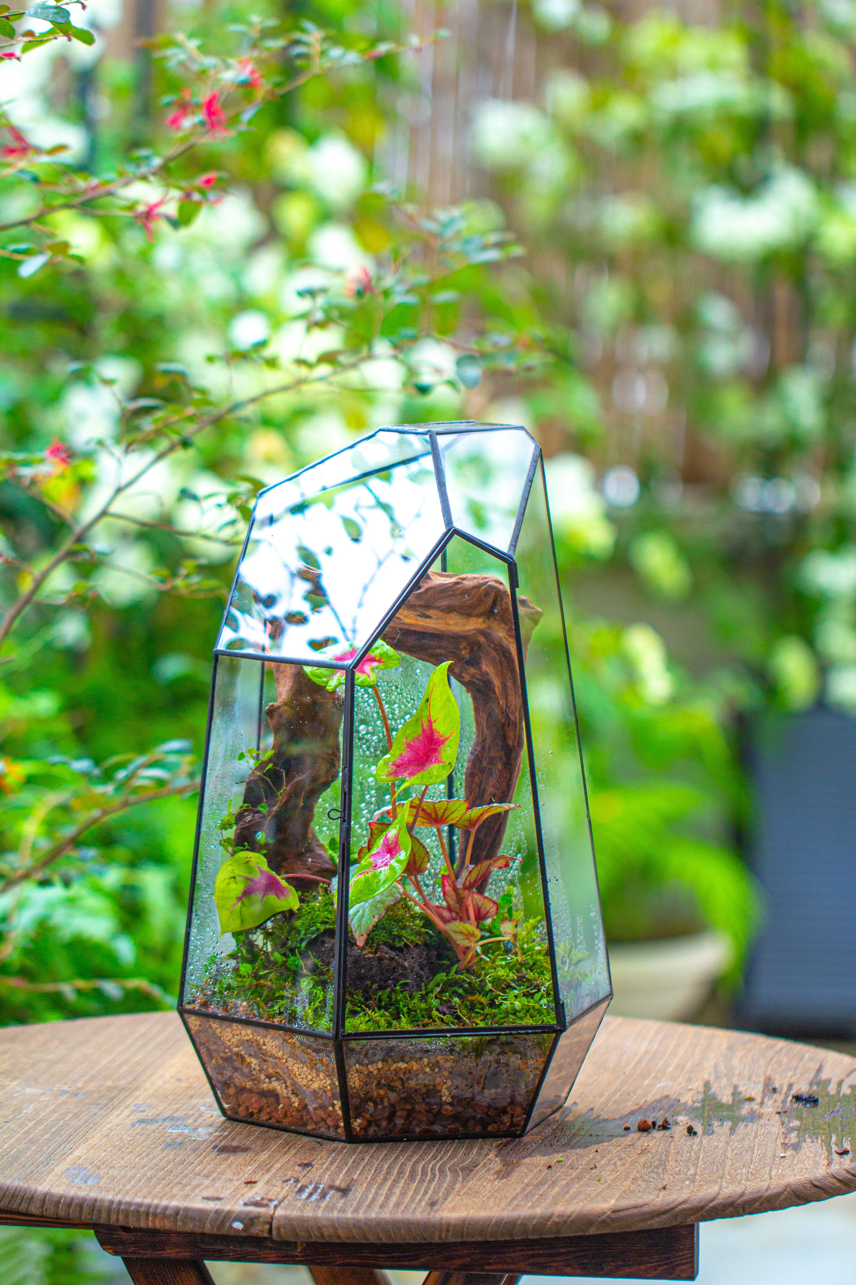 16.1" Large Irregular Geometric Glass Terrarium, Close, Tin soldered, for moss, tropical plants, micro landscape - NCYPgarden