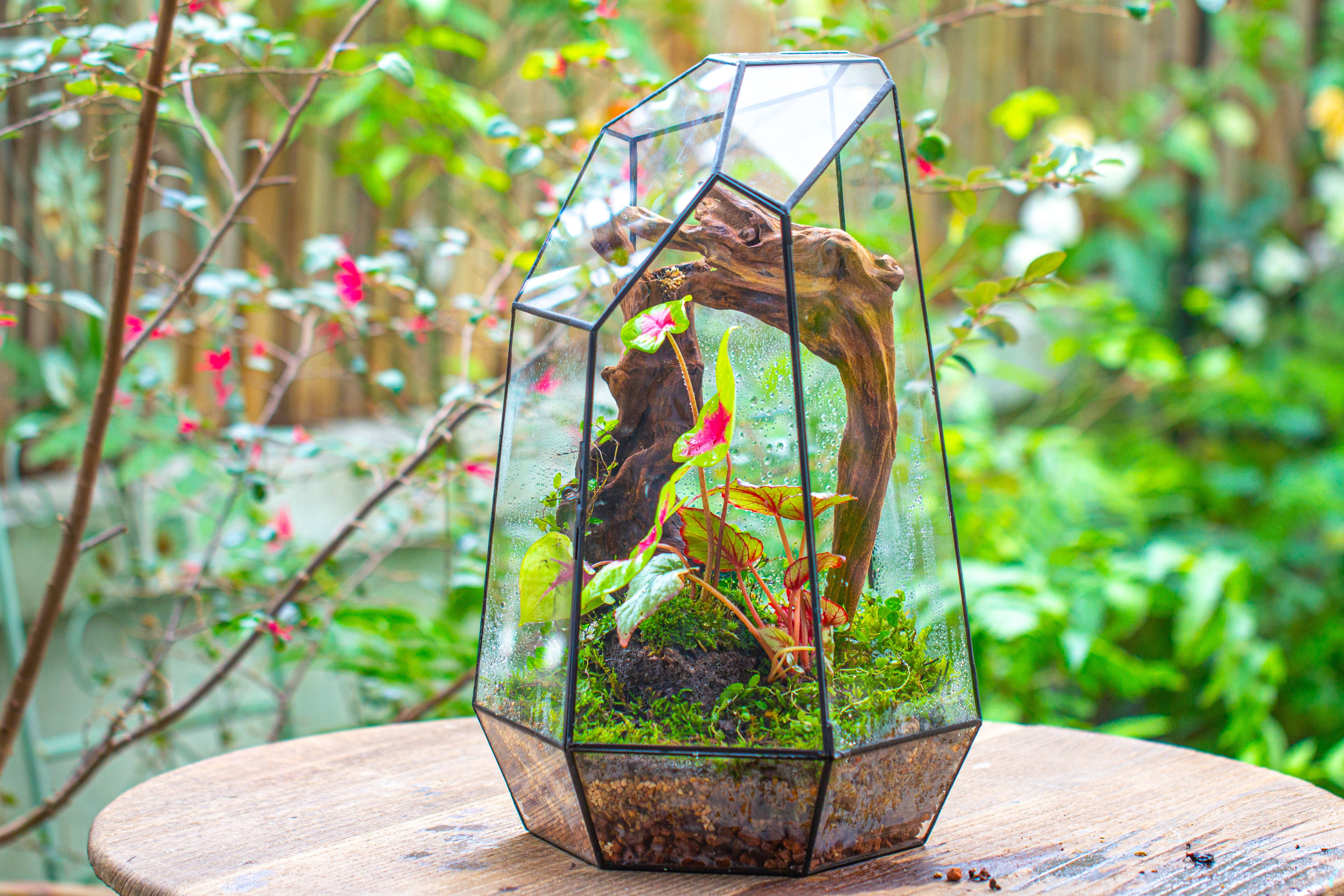16.1" Large Irregular Geometric Glass Terrarium, Close, Tin soldered, for moss, tropical plants, micro landscape - NCYPgarden