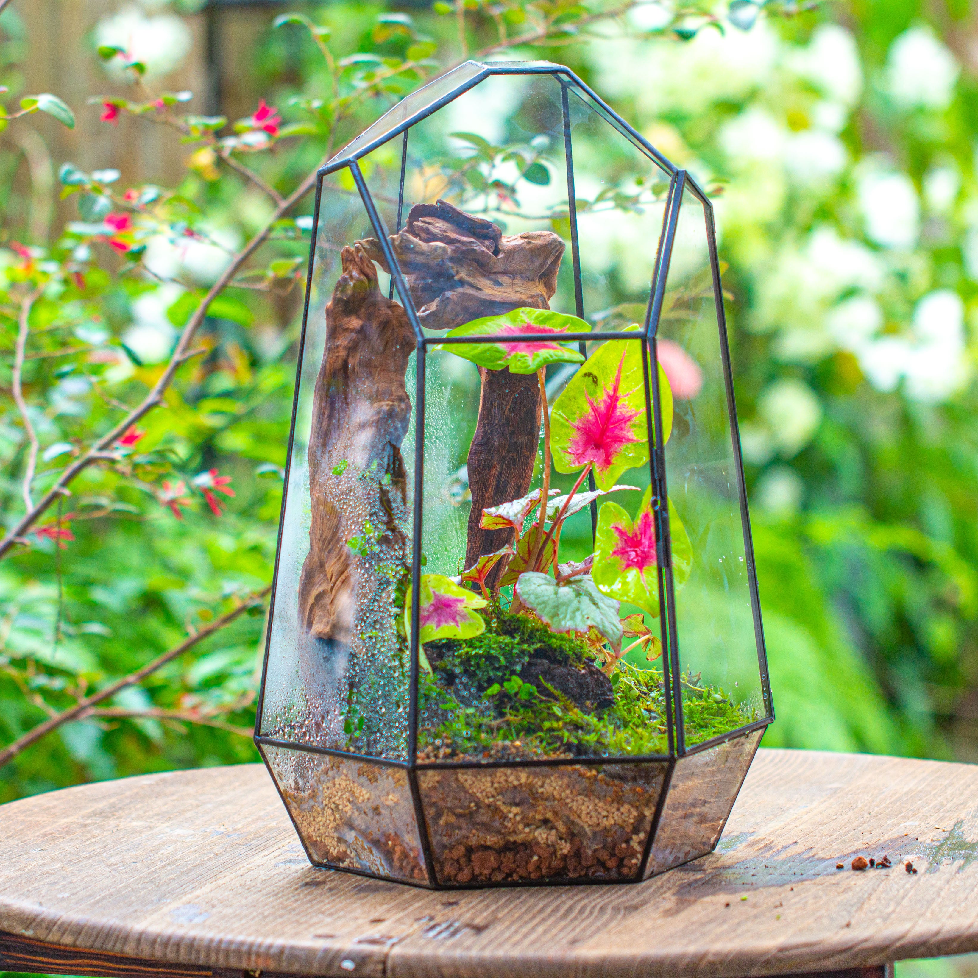 16.1" Large Irregular Geometric Glass Terrarium, Close, Tin soldered, for moss, tropical plants, micro landscape - NCYPgarden