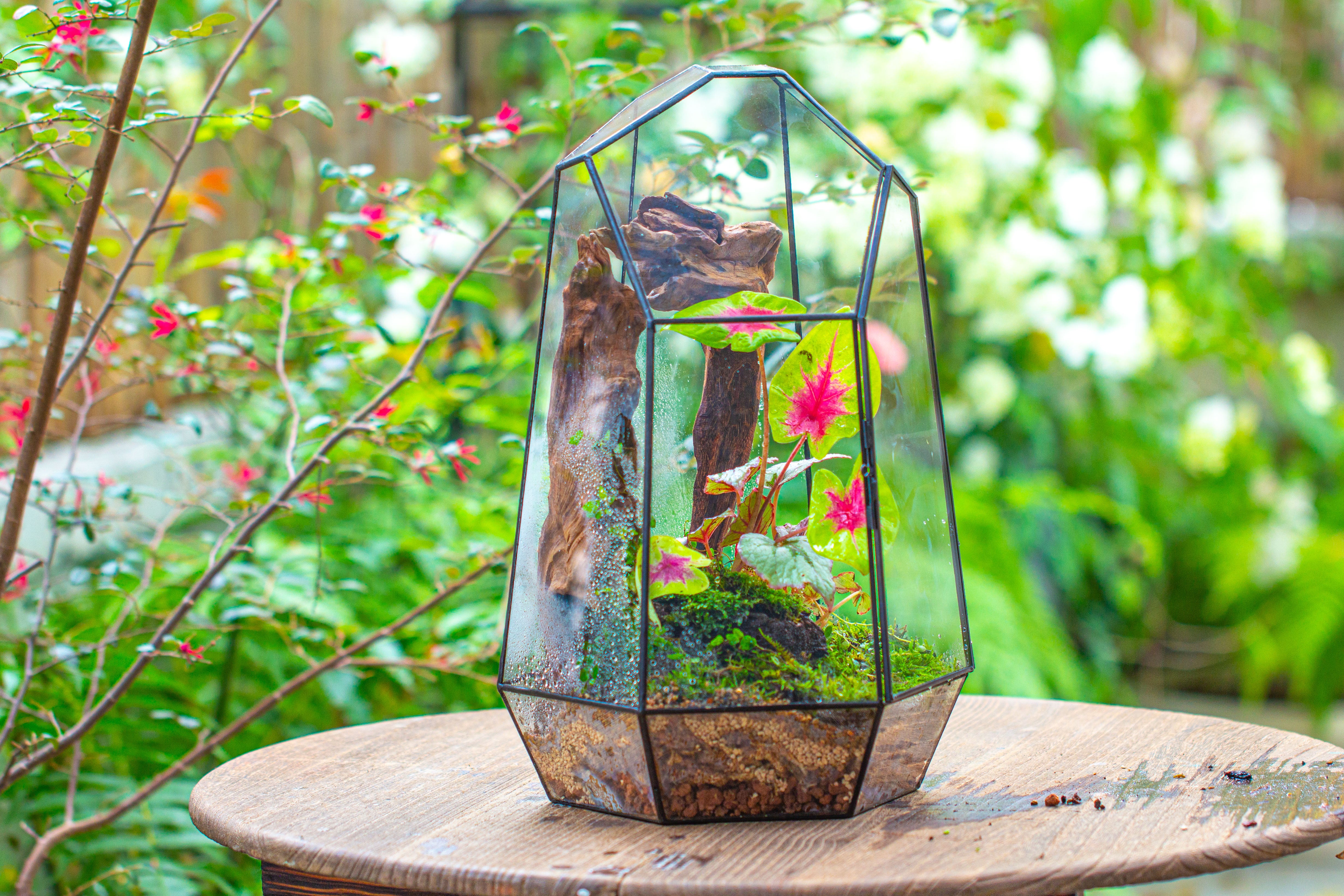 16.1" Large Irregular Geometric Glass Terrarium, Close, Tin soldered, for moss, tropical plants, micro landscape - NCYPgarden