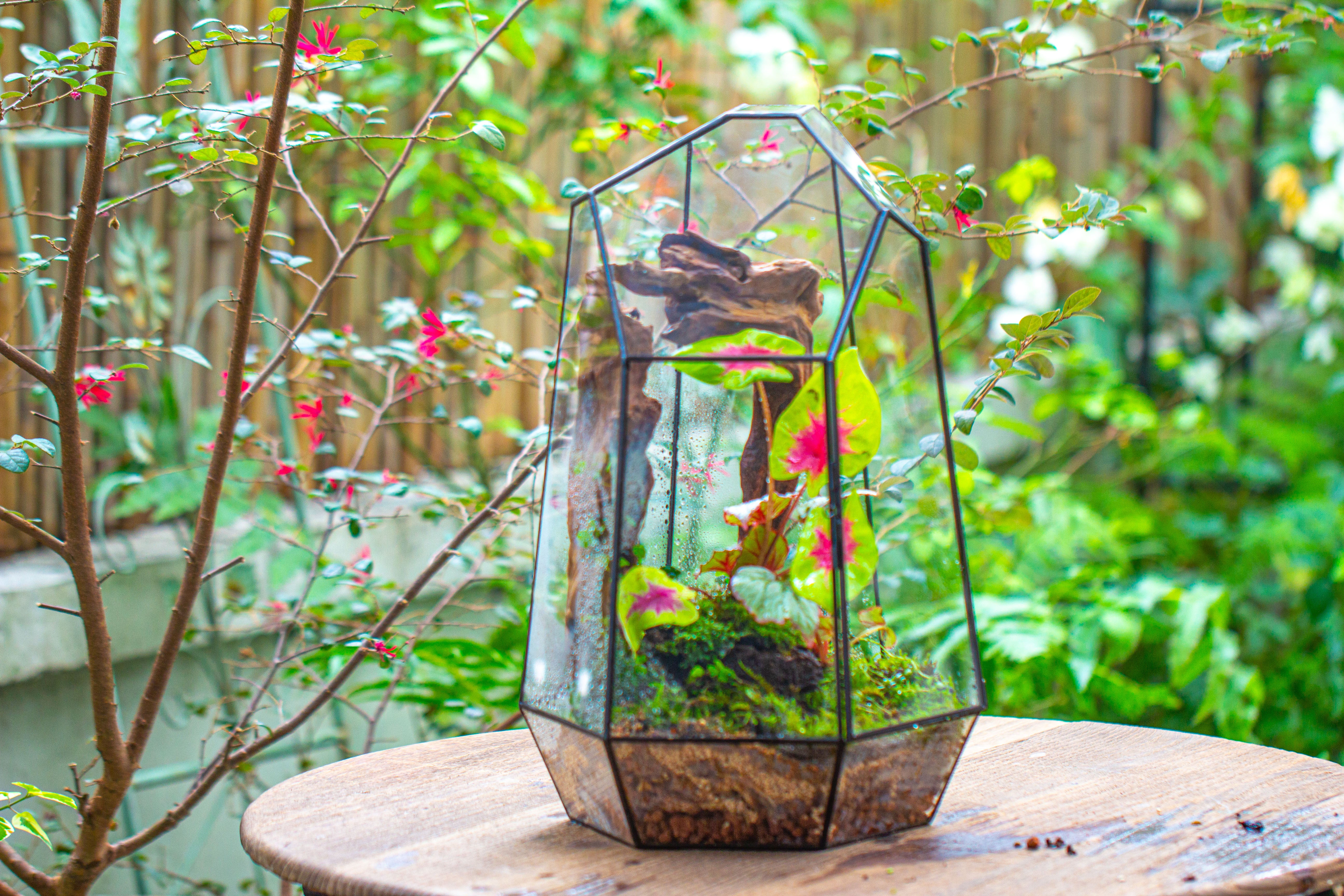 16.1" Large Irregular Geometric Glass Terrarium, Close, Tin soldered, for moss, tropical plants, micro landscape - NCYPgarden
