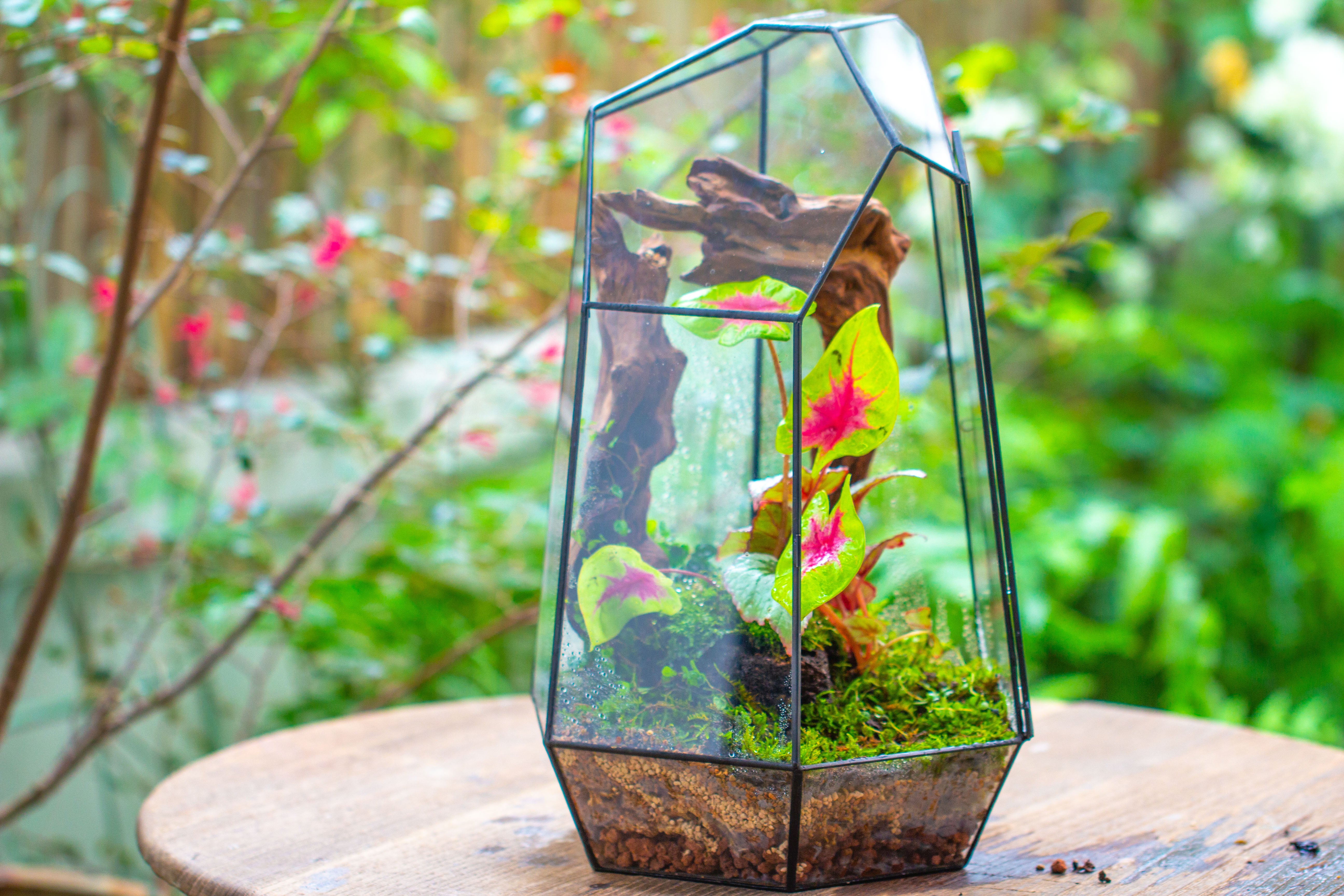 16.1" Large Irregular Geometric Glass Terrarium, Close, Tin soldered, for moss, tropical plants, micro landscape - NCYPgarden