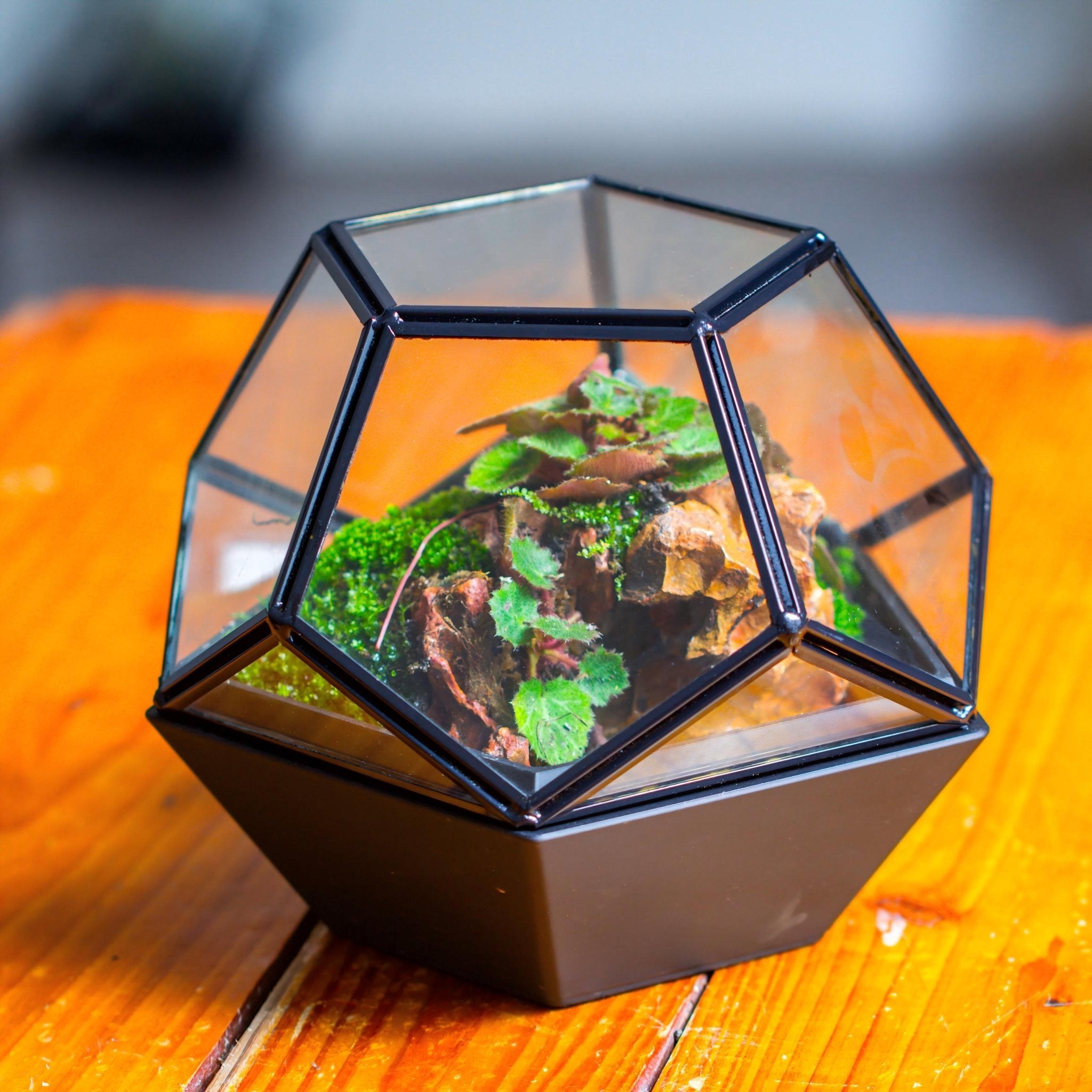 Small Black Pentagon Close Terrarium Planter Pot for moss - NCYPgarden