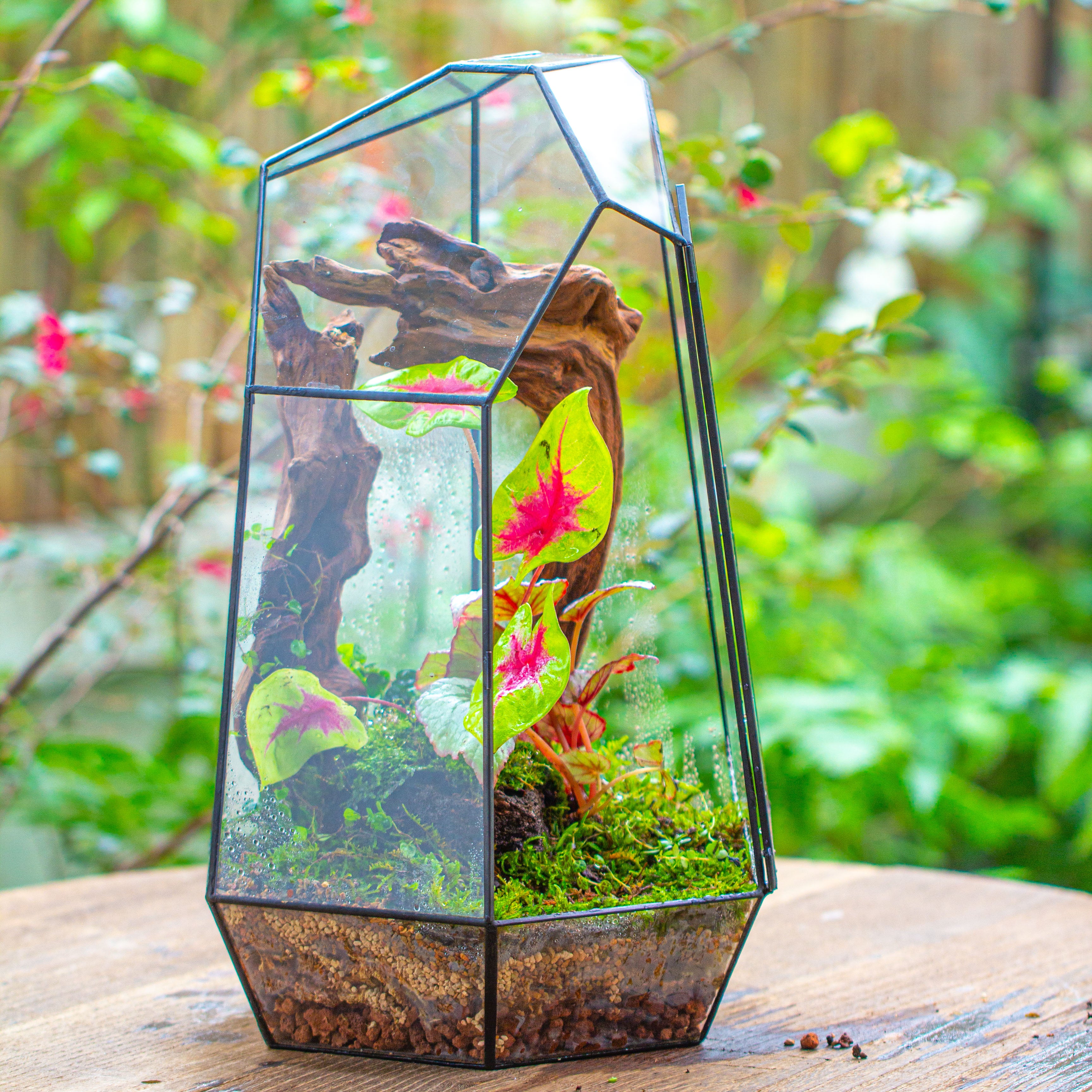 16.1" Large Irregular Geometric Glass Terrarium, Close, Tin soldered, for moss, tropical plants, micro landscape - NCYPgarden