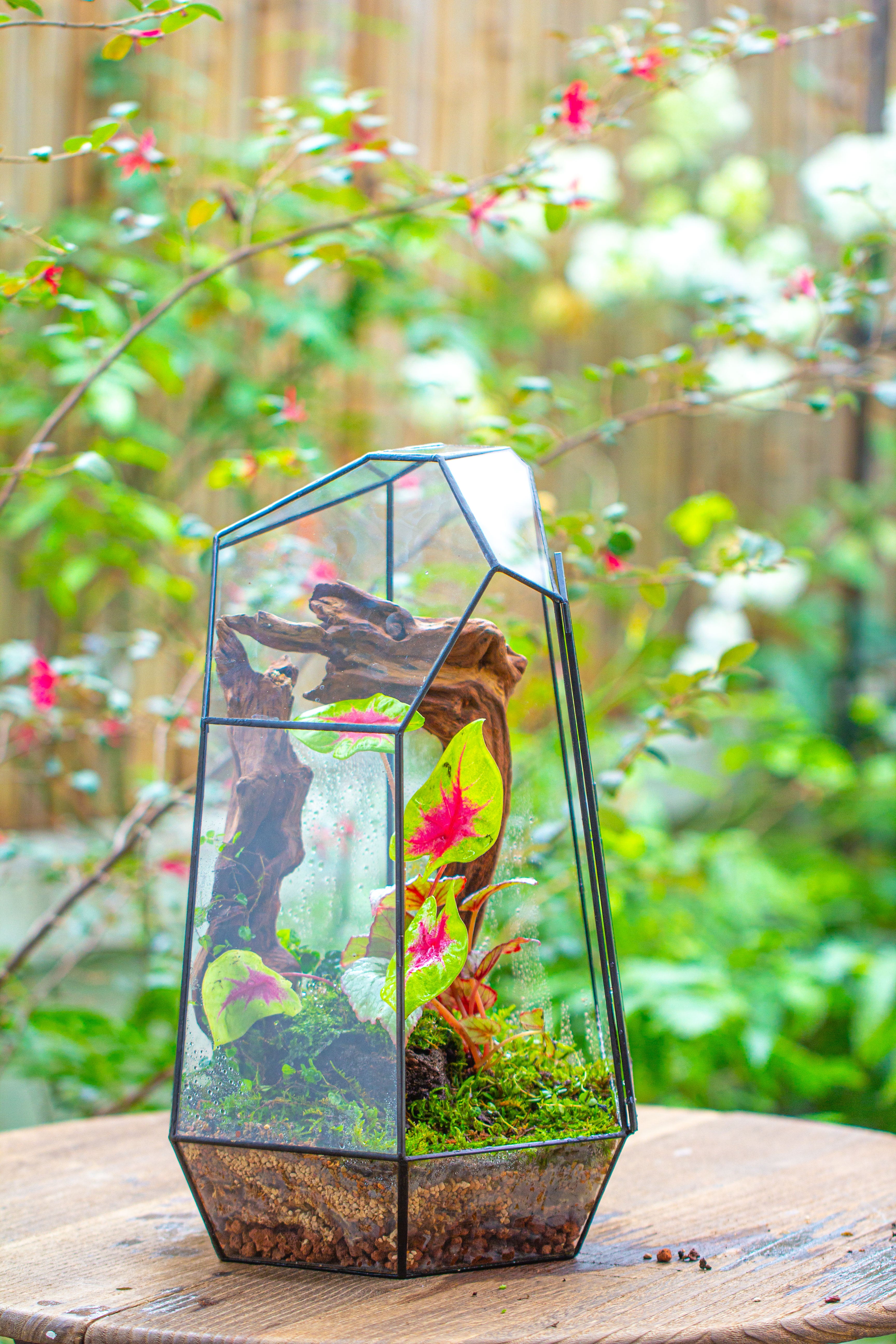 16.1" Large Irregular Geometric Glass Terrarium, Close, Tin soldered, for moss, tropical plants, micro landscape - NCYPgarden