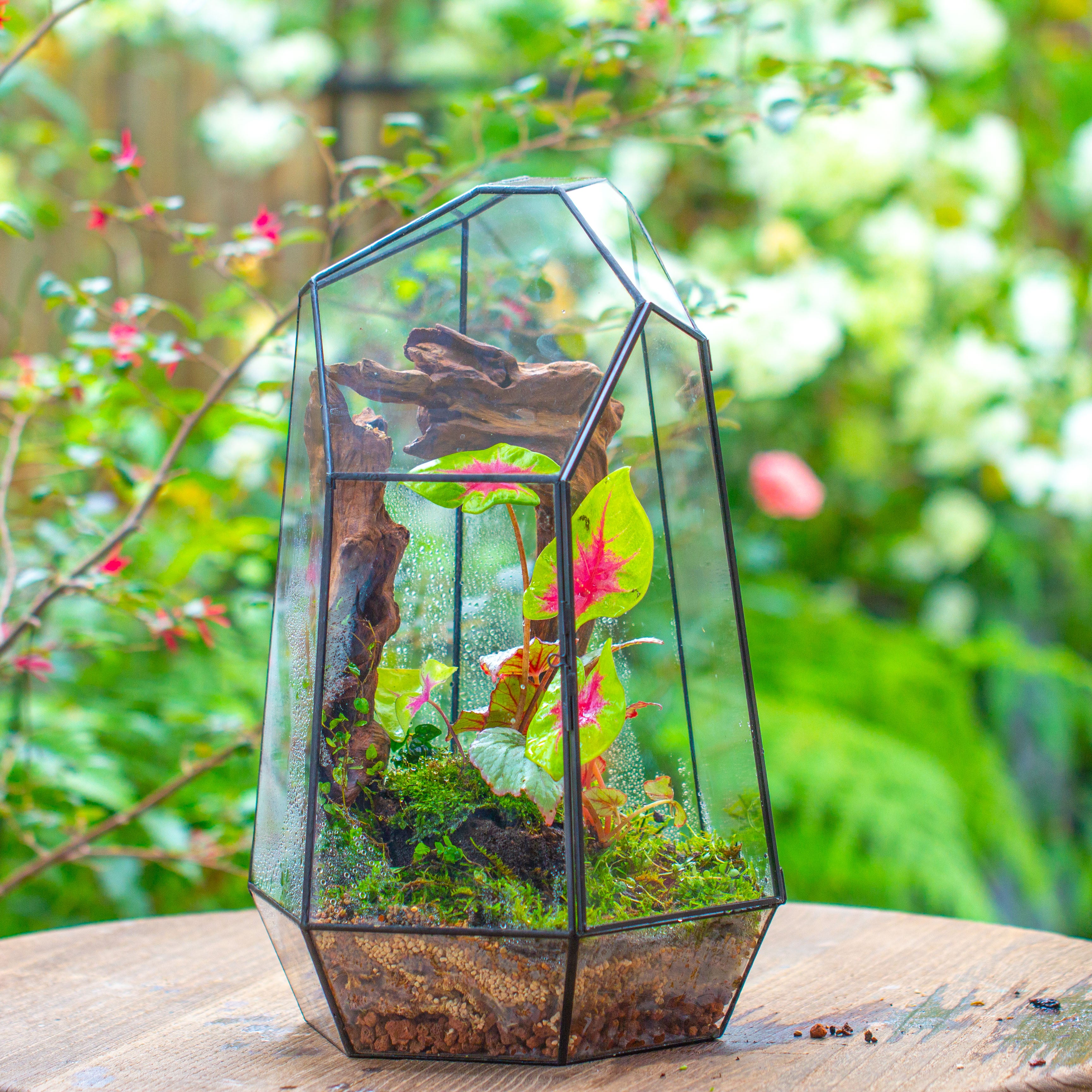 16.1" Large Irregular Geometric Glass Terrarium, Close, Tin soldered, for moss, tropical plants, micro landscape - NCYPgarden