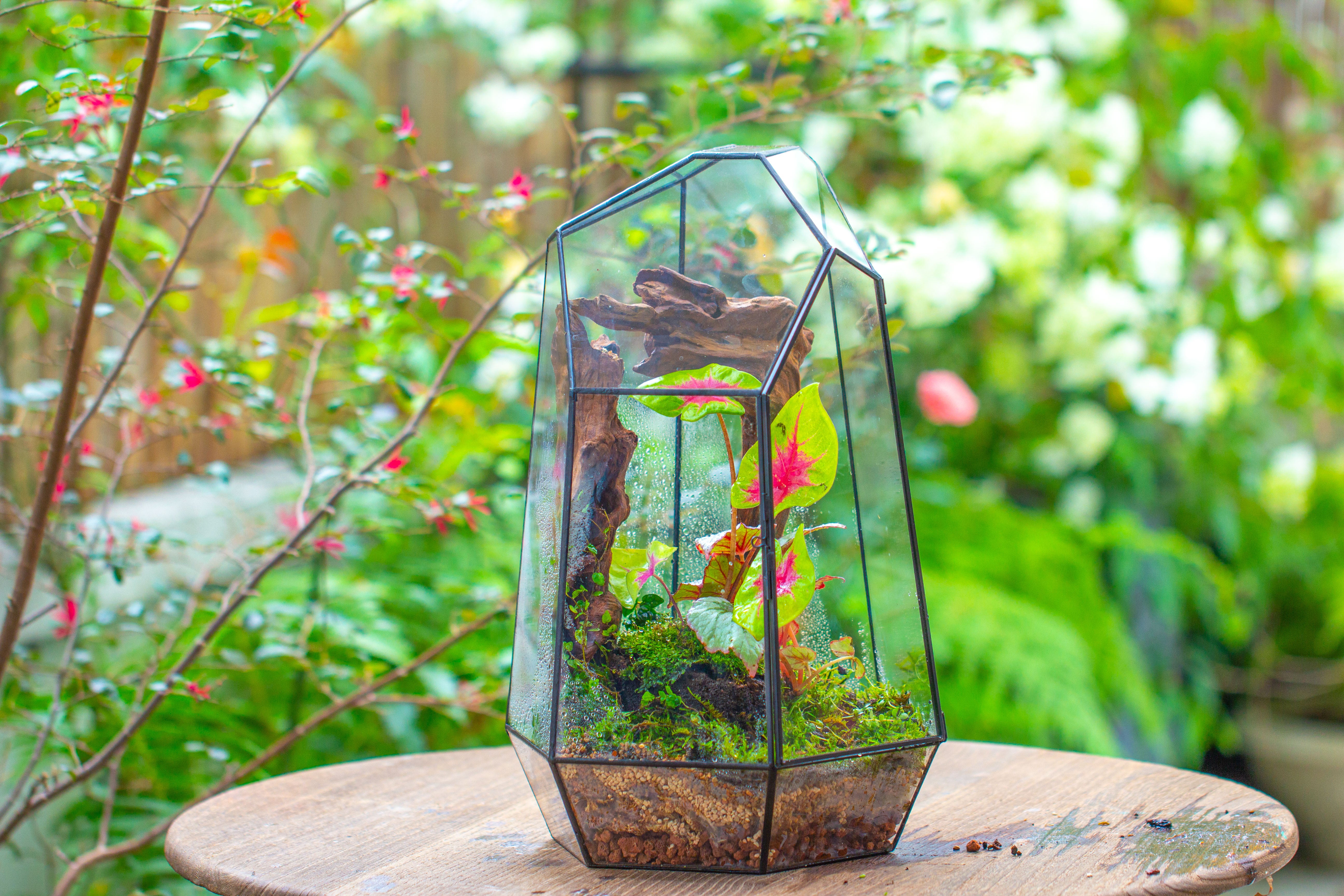 16.1" Large Irregular Geometric Glass Terrarium, Close, Tin soldered, for moss, tropical plants, micro landscape - NCYPgarden