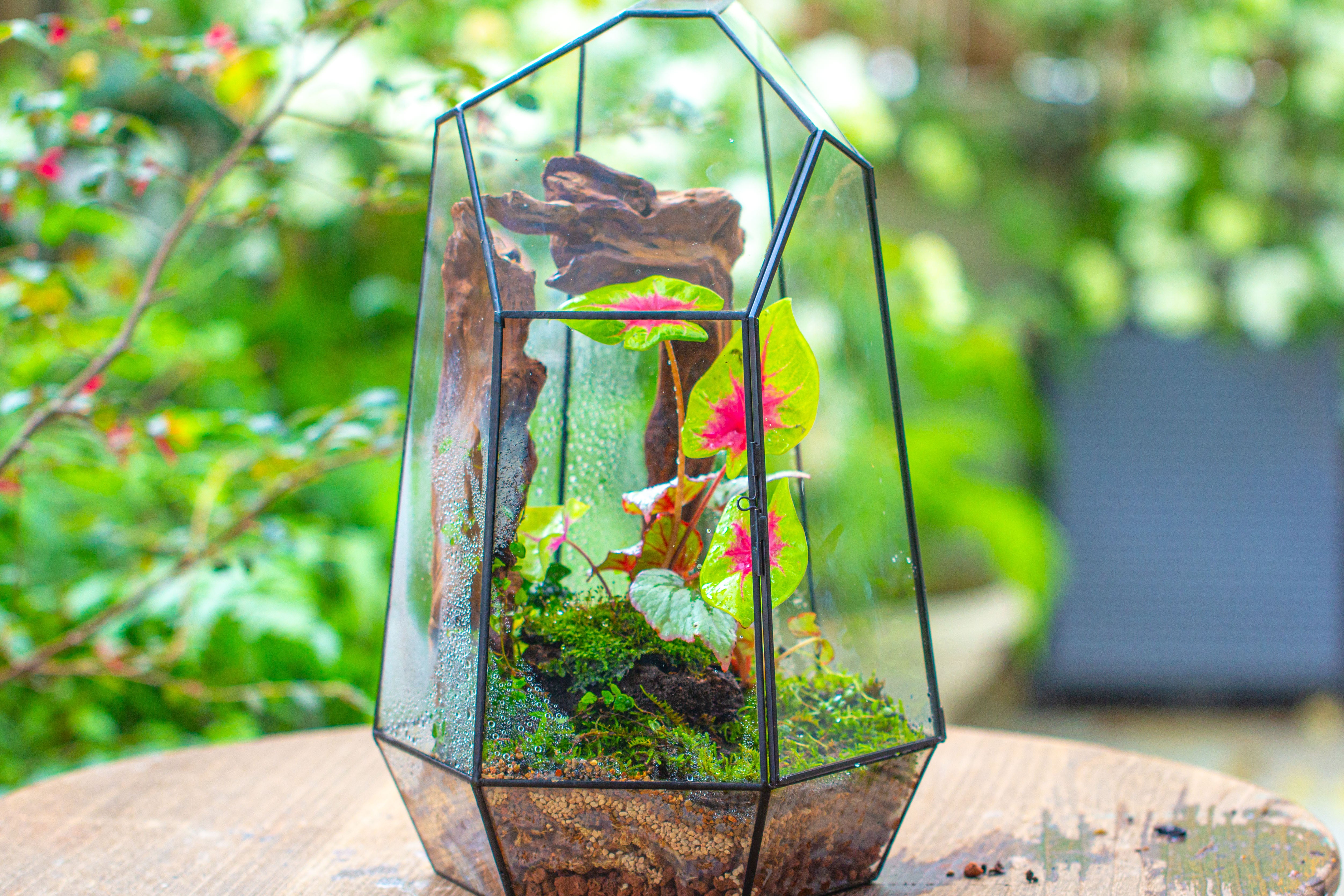 16.1" Large Irregular Geometric Glass Terrarium, Close, Tin soldered, for moss, tropical plants, micro landscape - NCYPgarden