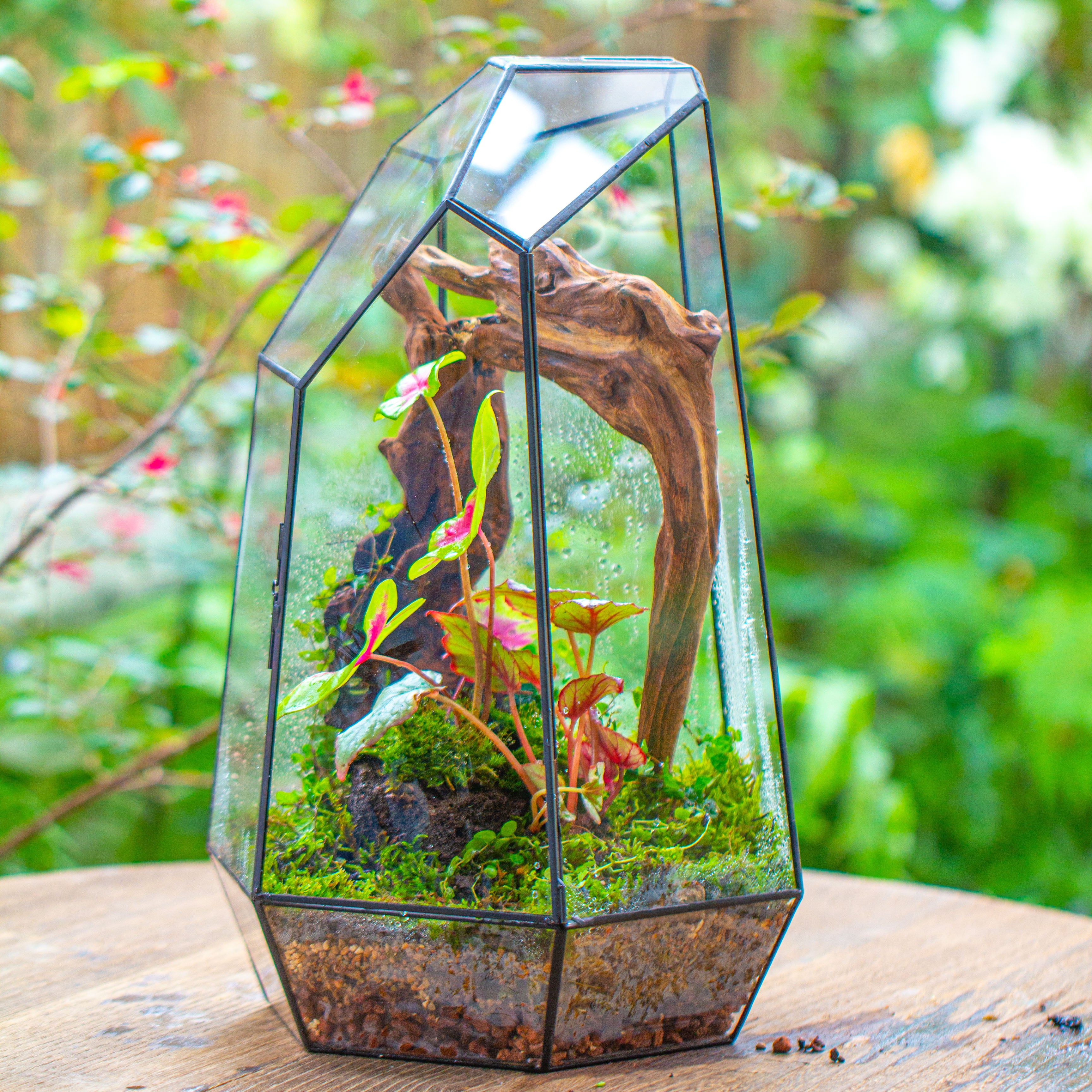 16.1" Large Irregular Geometric Glass Terrarium, Close, Tin soldered, for moss, tropical plants, micro landscape - NCYPgarden