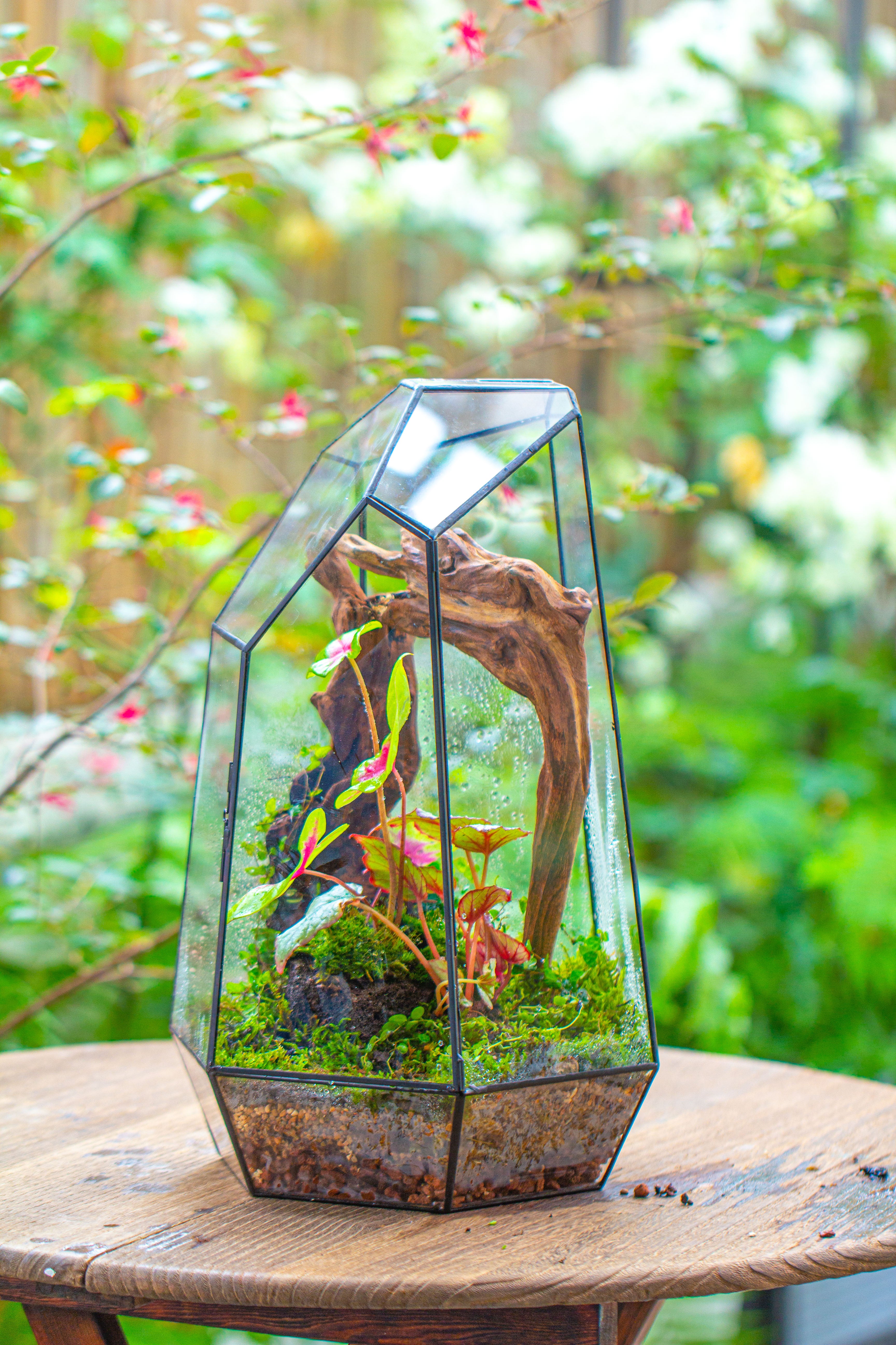16.1" Large Irregular Geometric Glass Terrarium, Close, Tin soldered, for moss, tropical plants, micro landscape - NCYPgarden