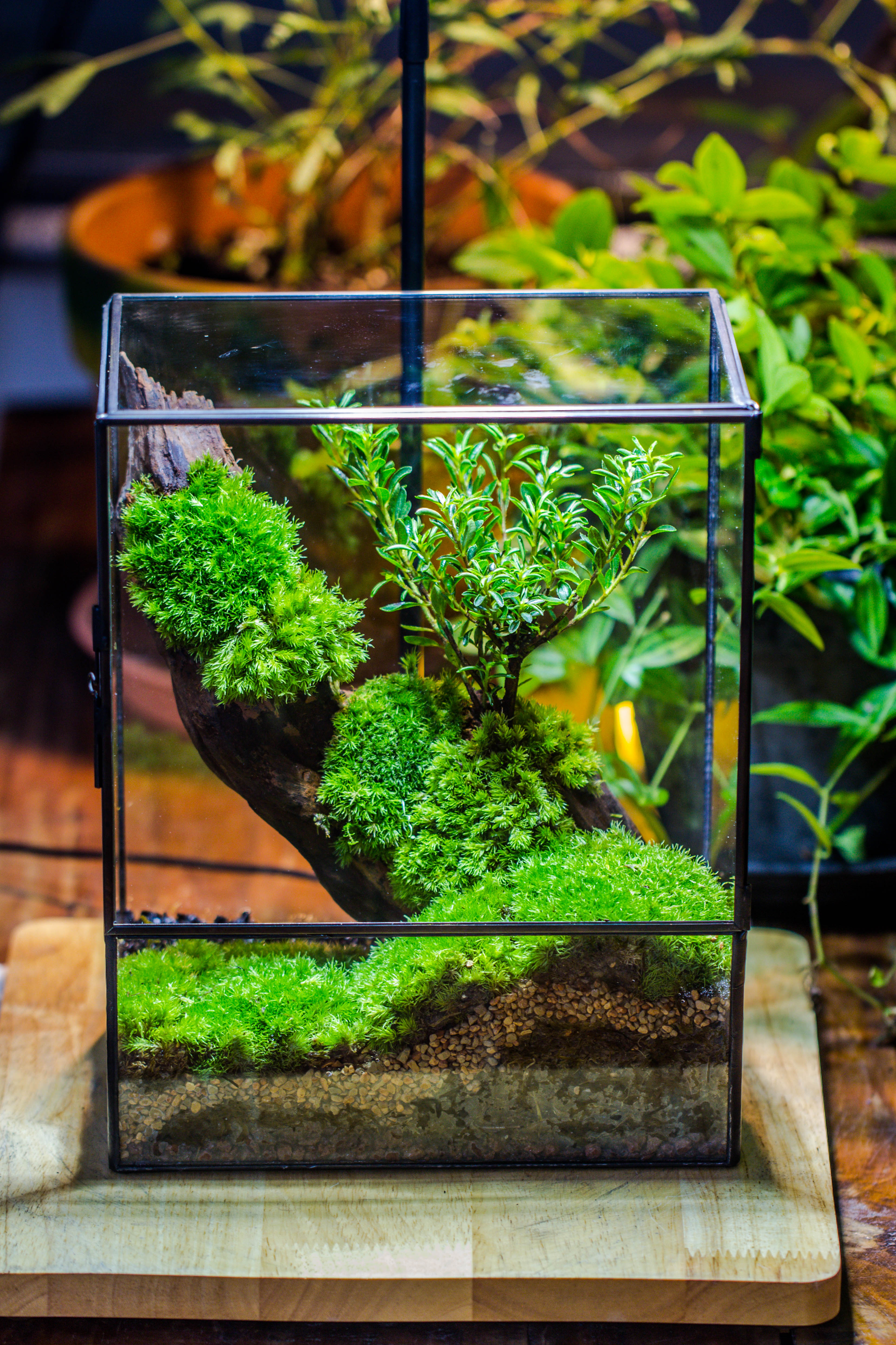 Close Geometric Glass Tin Terrarium , 8x10" and natural Driftwood Micro Landscape Moss Terrarium Building DIY set No plants, Customizable - NCYPgarden