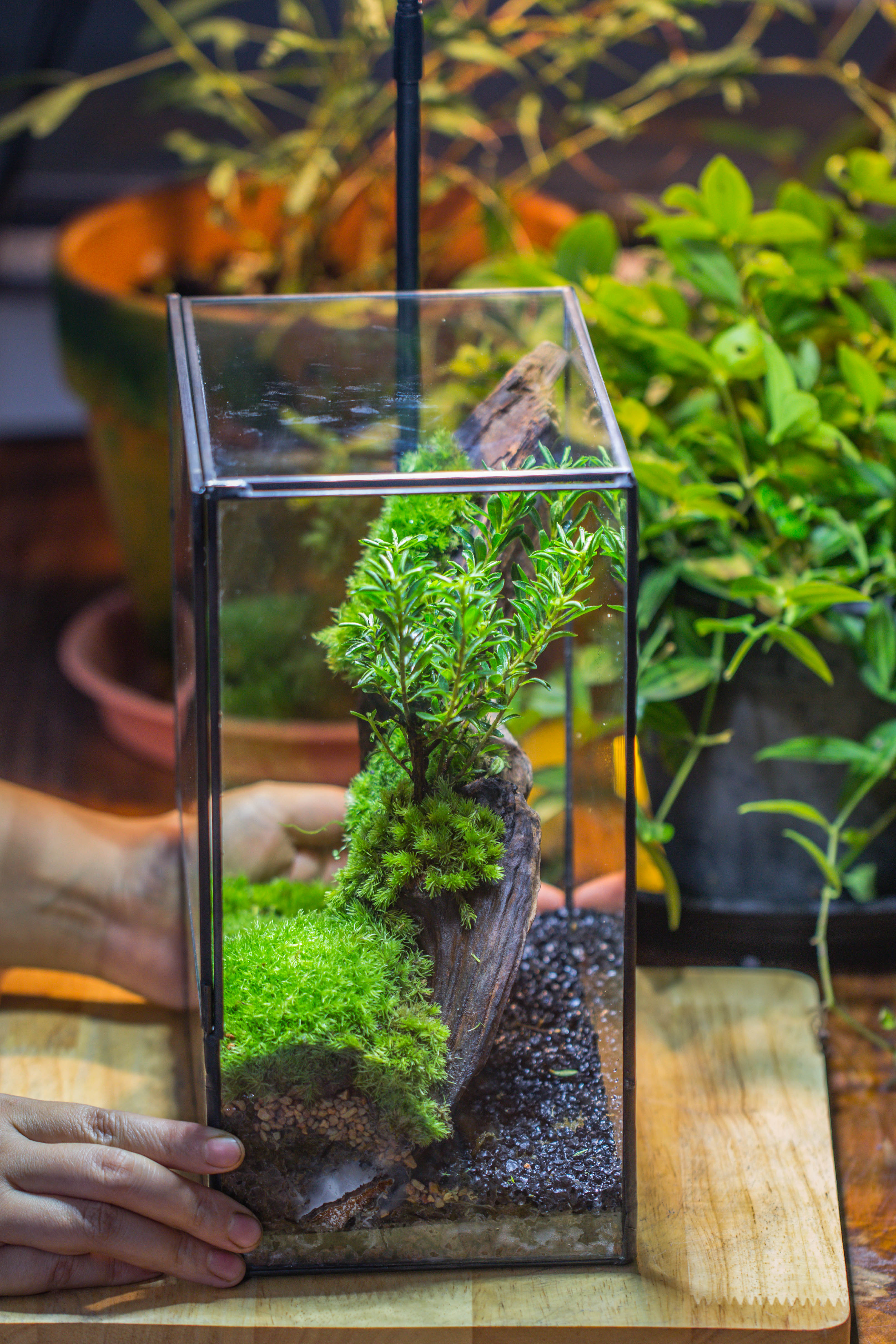 Close Geometric Glass Tin Terrarium , 8x10" and natural Driftwood Micro Landscape Moss Terrarium Building DIY set No plants, Customizable - NCYPgarden