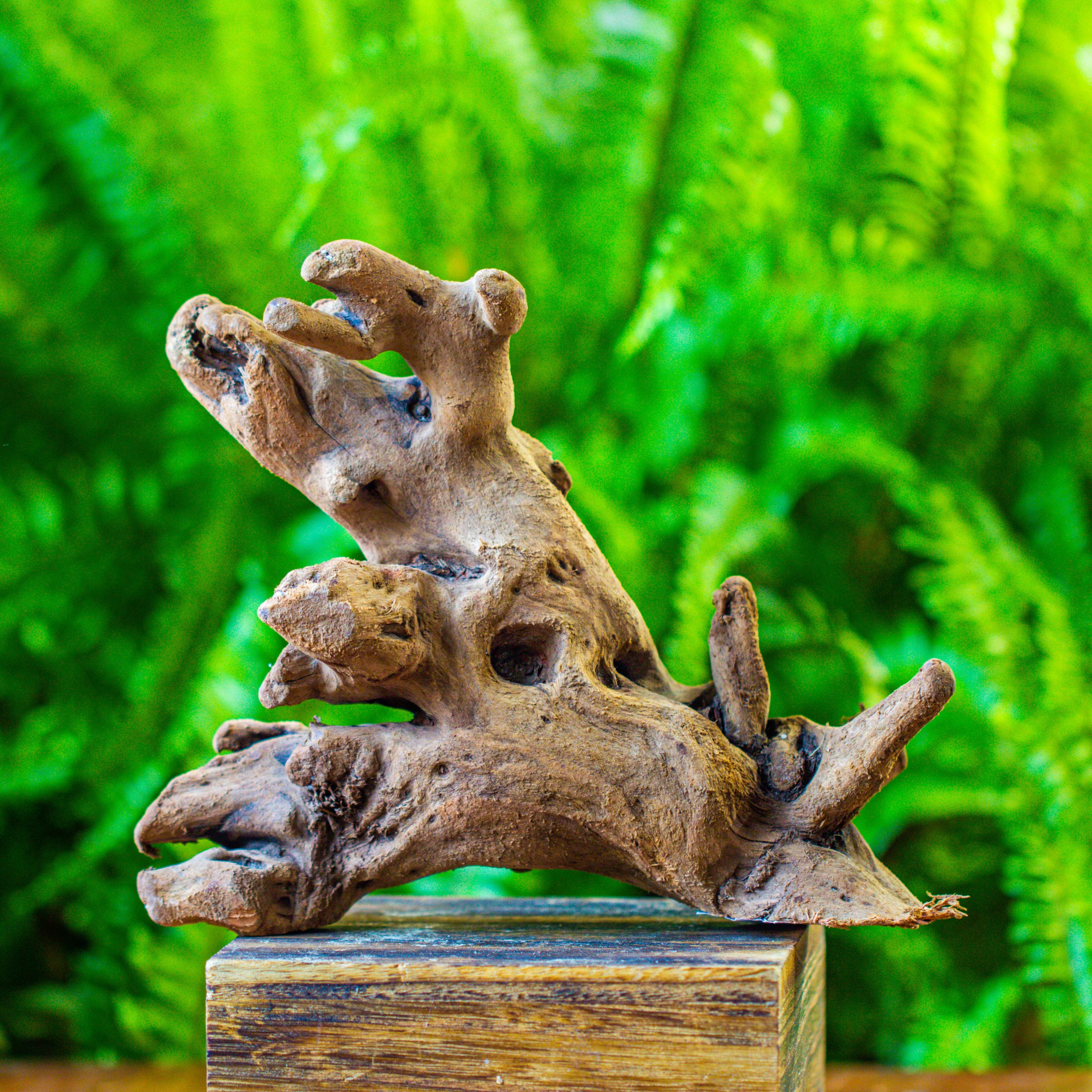 driftwood for moss terrarium, miniature, micro landscape, H022 - NCYPgarden