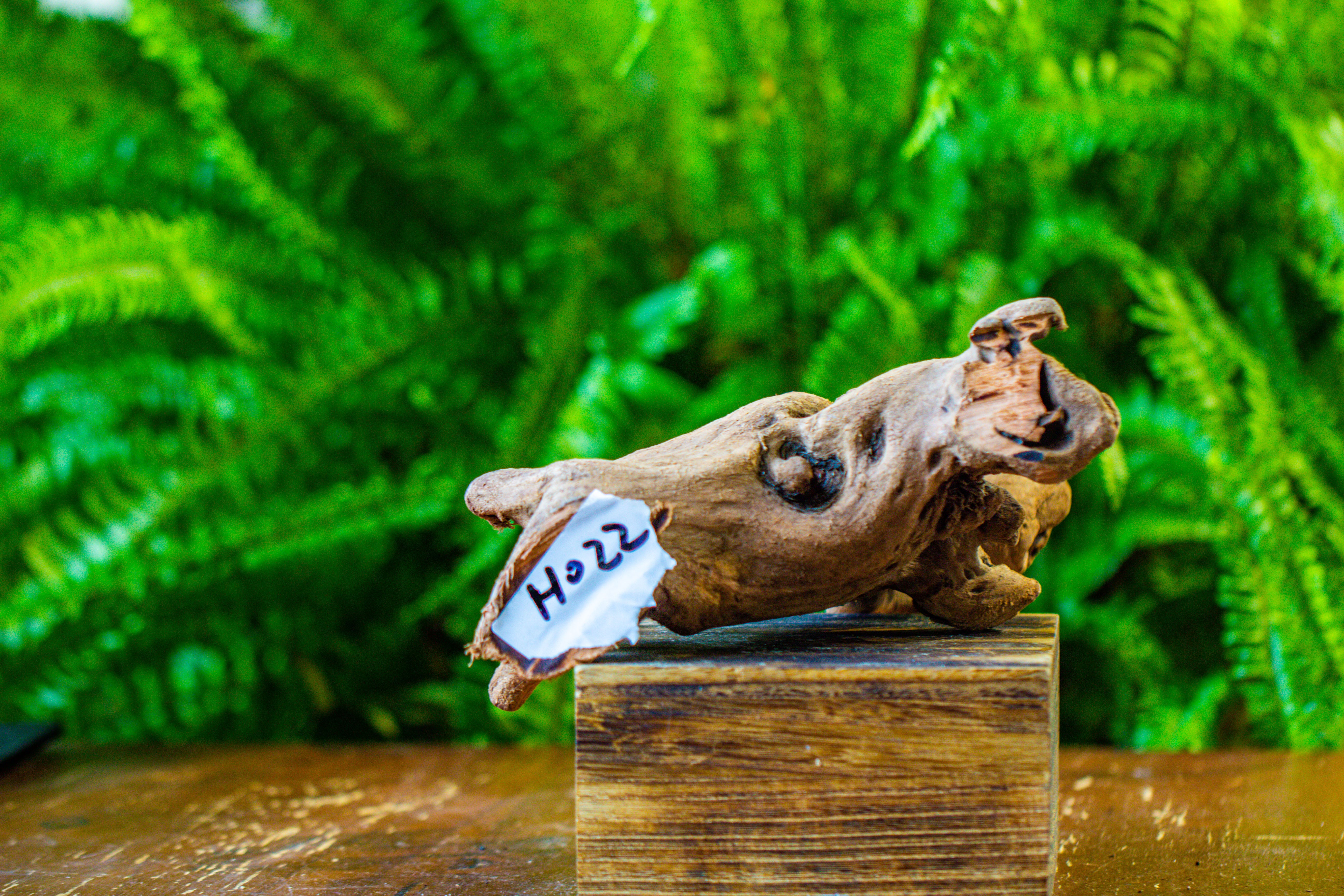 driftwood for moss terrarium, miniature, micro landscape, H022 - NCYPgarden