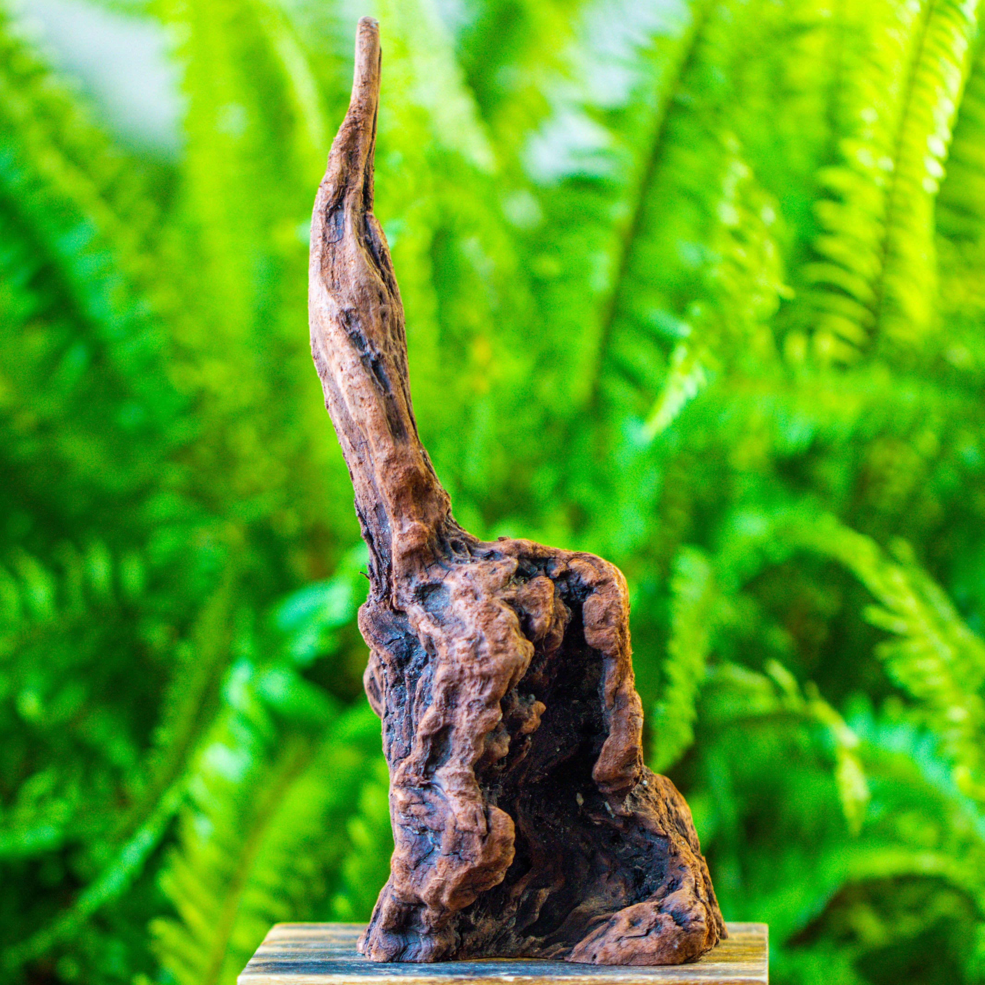 driftwood for moss terrarium, miniature, micro landscape, H017 - NCYPgarden