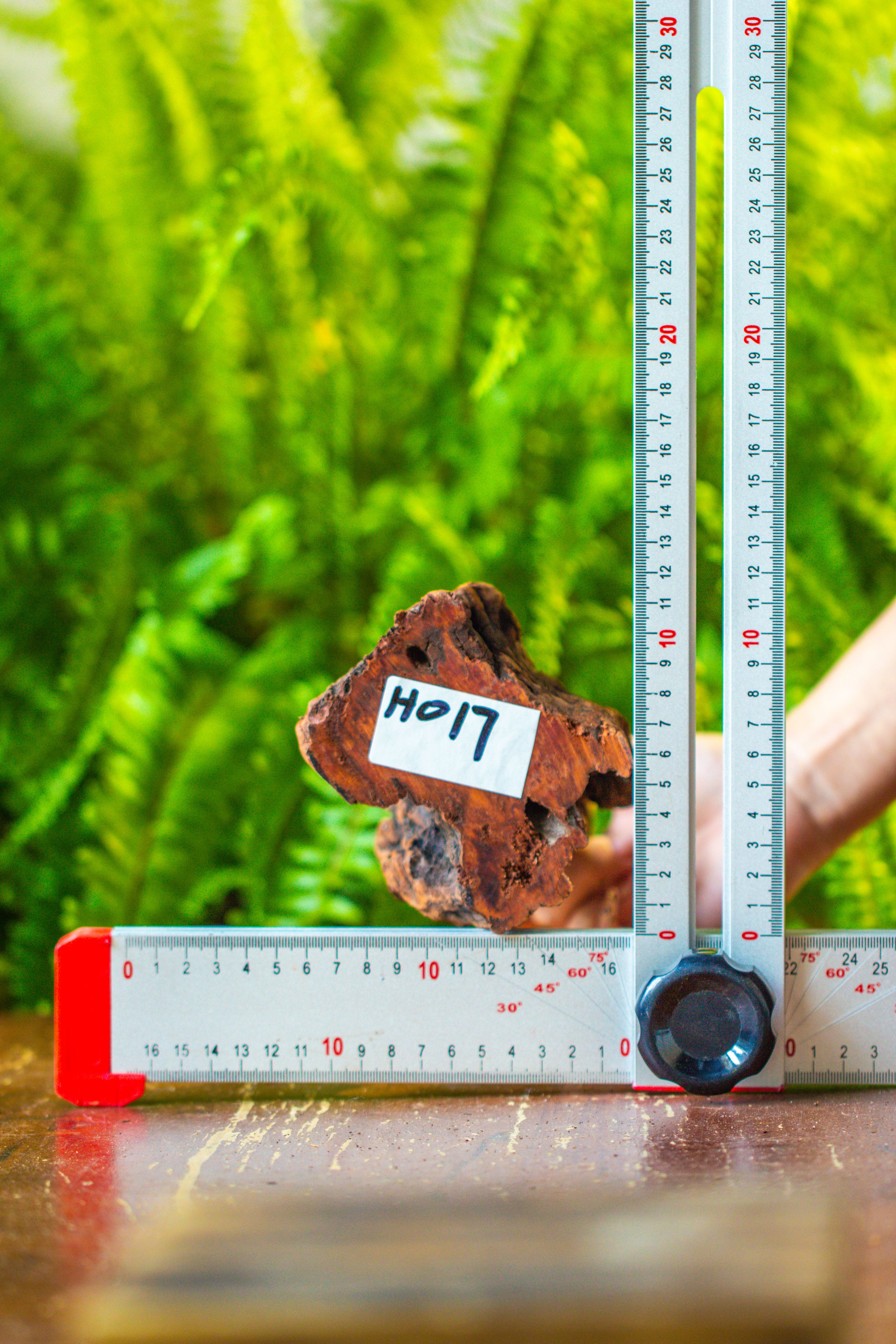 driftwood for moss terrarium, miniature, micro landscape, H017 - NCYPgarden