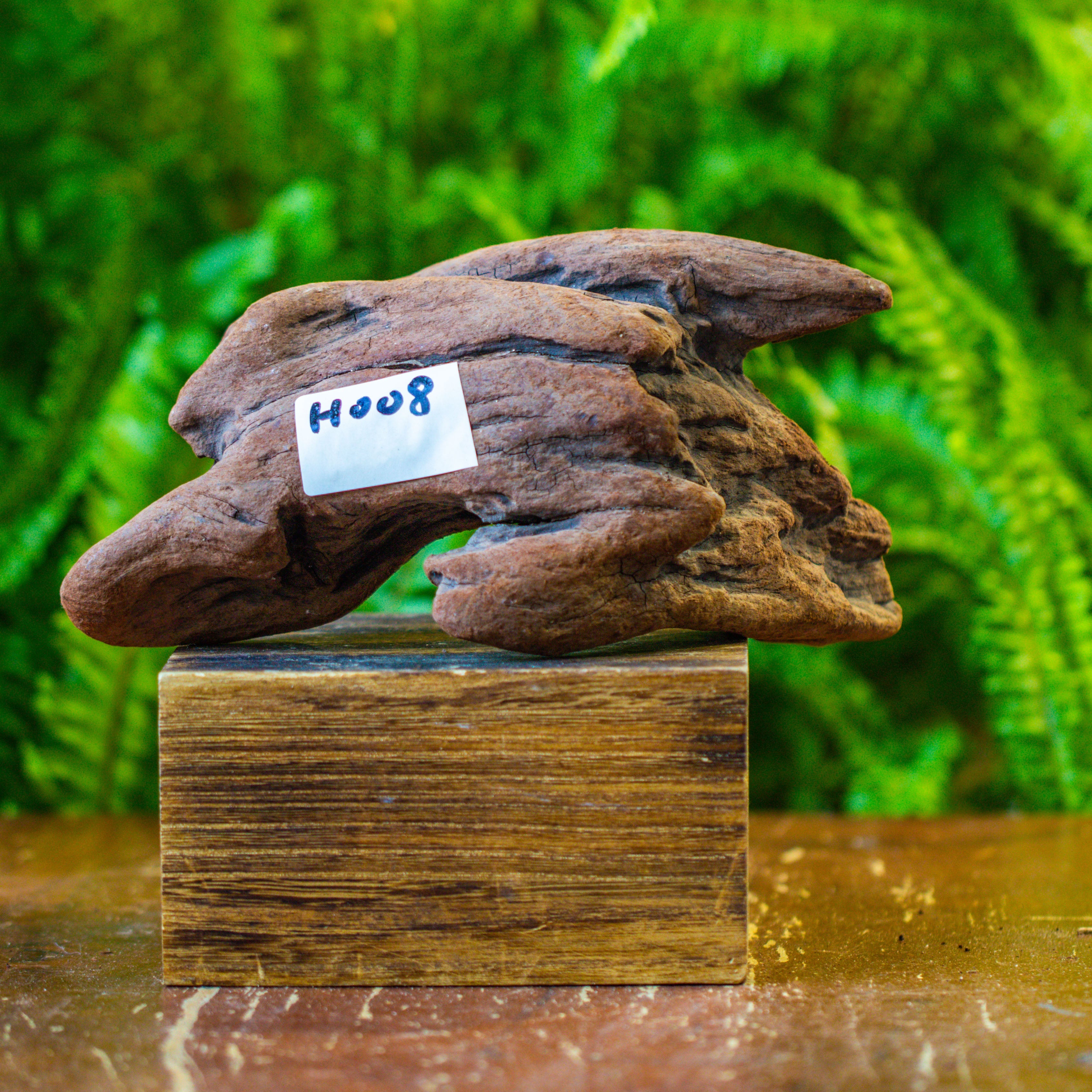 driftwood for moss terrarium, miniature, micro landscape, H008 - NCYPgarden