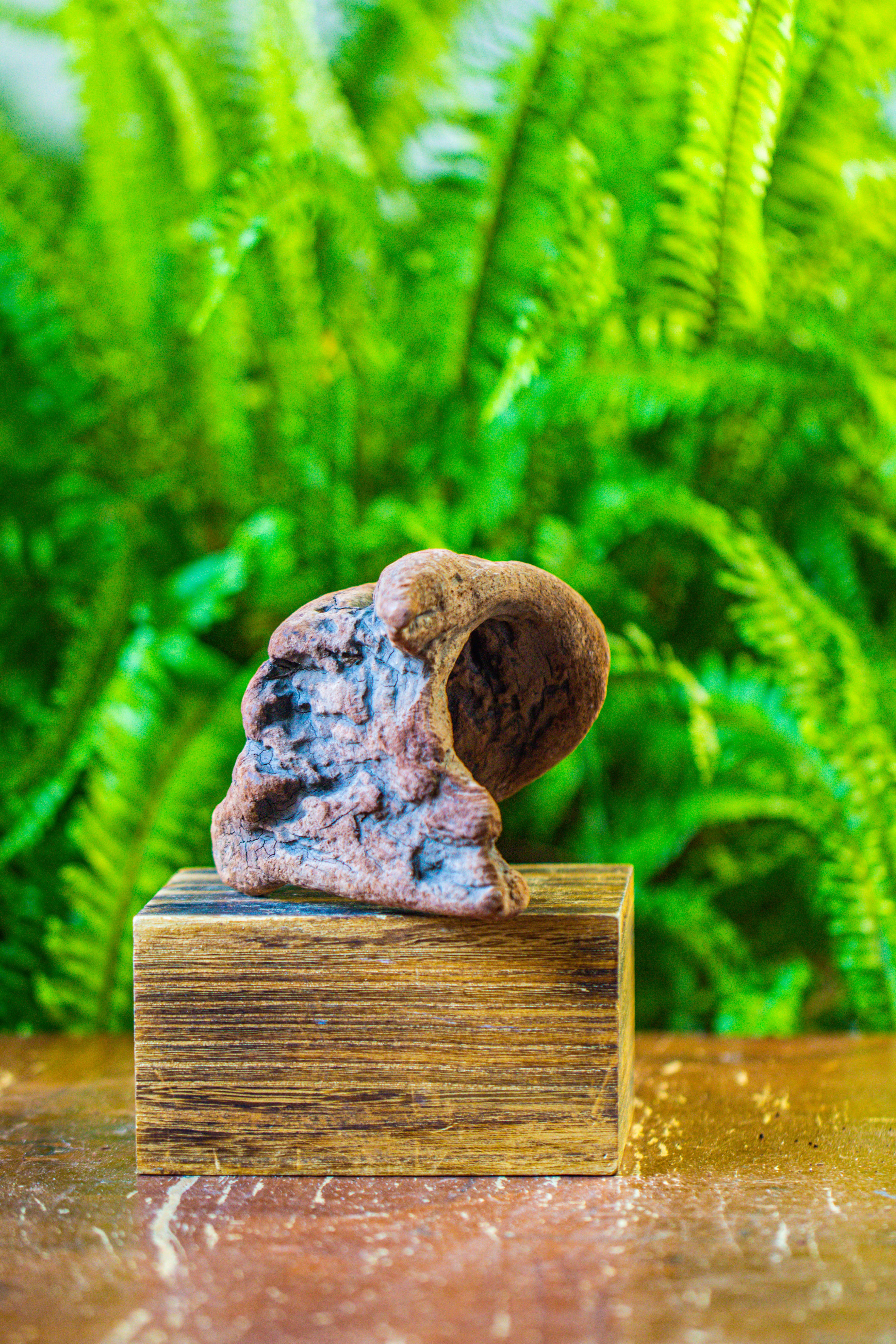 driftwood for moss terrarium, miniature, micro landscape, H008 - NCYPgarden