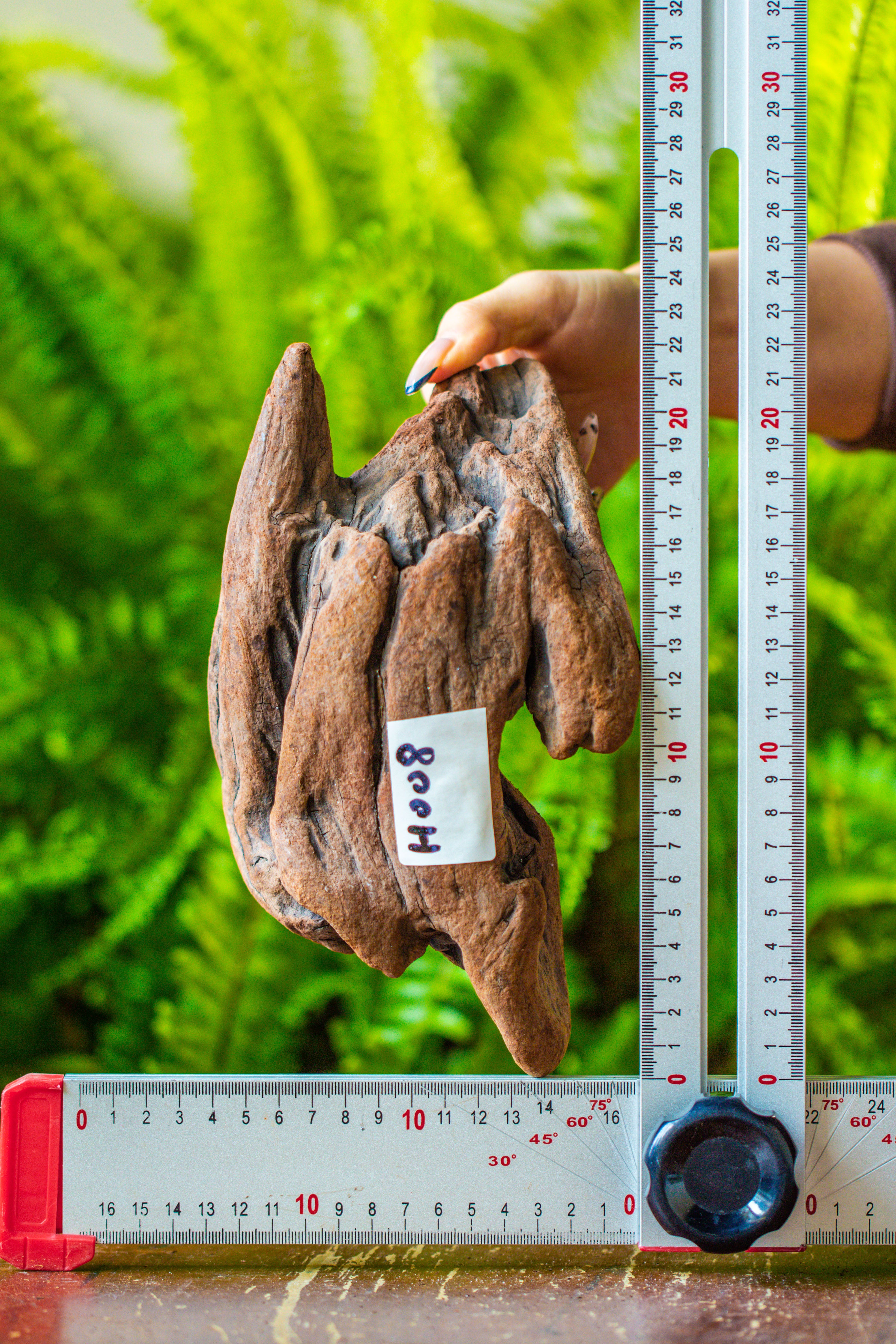 driftwood for moss terrarium, miniature, micro landscape, H008 - NCYPgarden