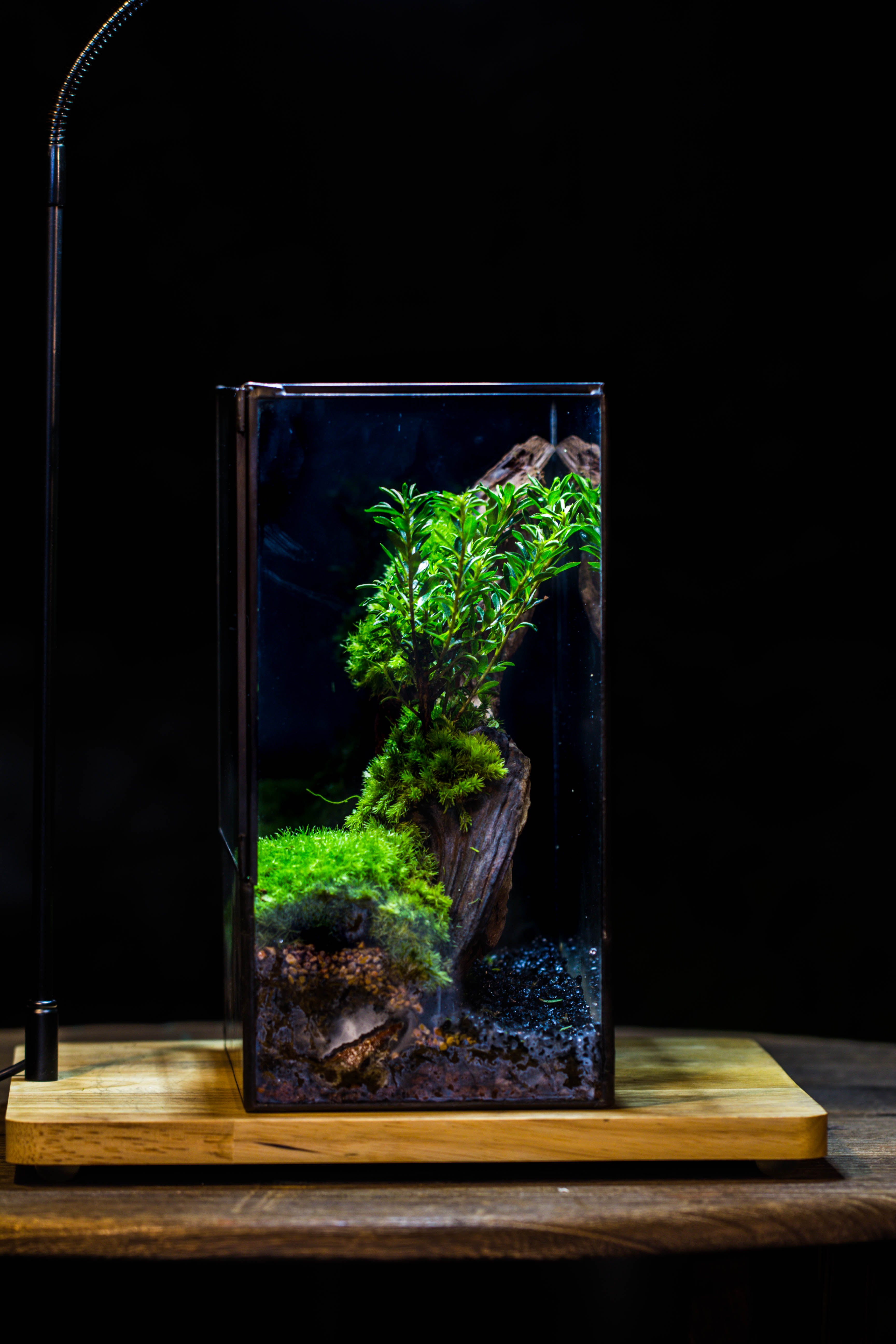 Close Geometric Glass Tin Terrarium , 8x10" and natural Driftwood Micro Landscape Moss Terrarium Building DIY set No plants, Customizable - NCYPgarden