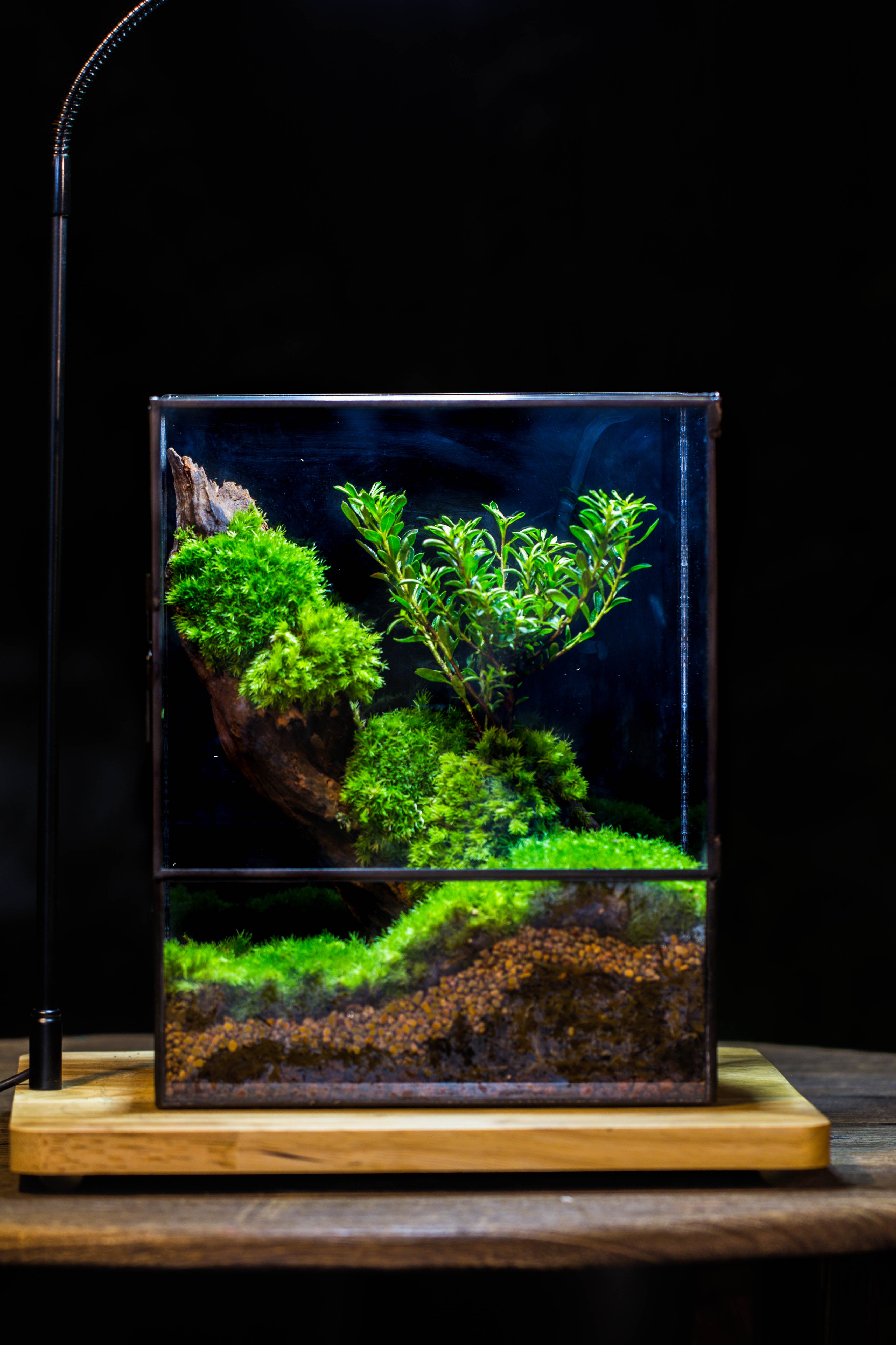 Close Geometric Glass Tin Terrarium , 8x10" and natural Driftwood Micro Landscape Moss Terrarium Building DIY set No plants, Customizable - NCYPgarden