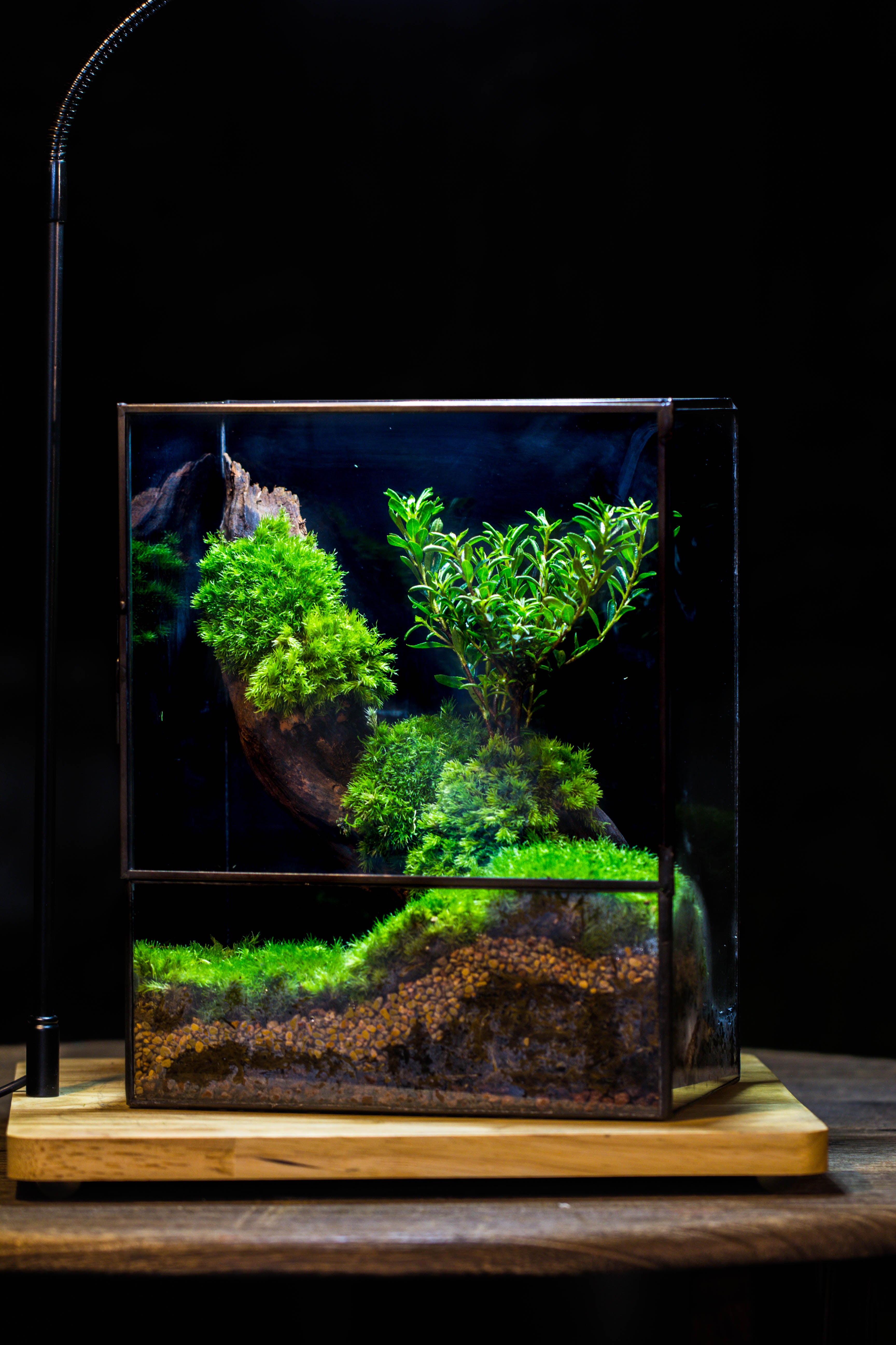 Close Geometric Glass Tin Terrarium , 8x10" and natural Driftwood Micro Landscape Moss Terrarium Building DIY set No plants, Customizable - NCYPgarden