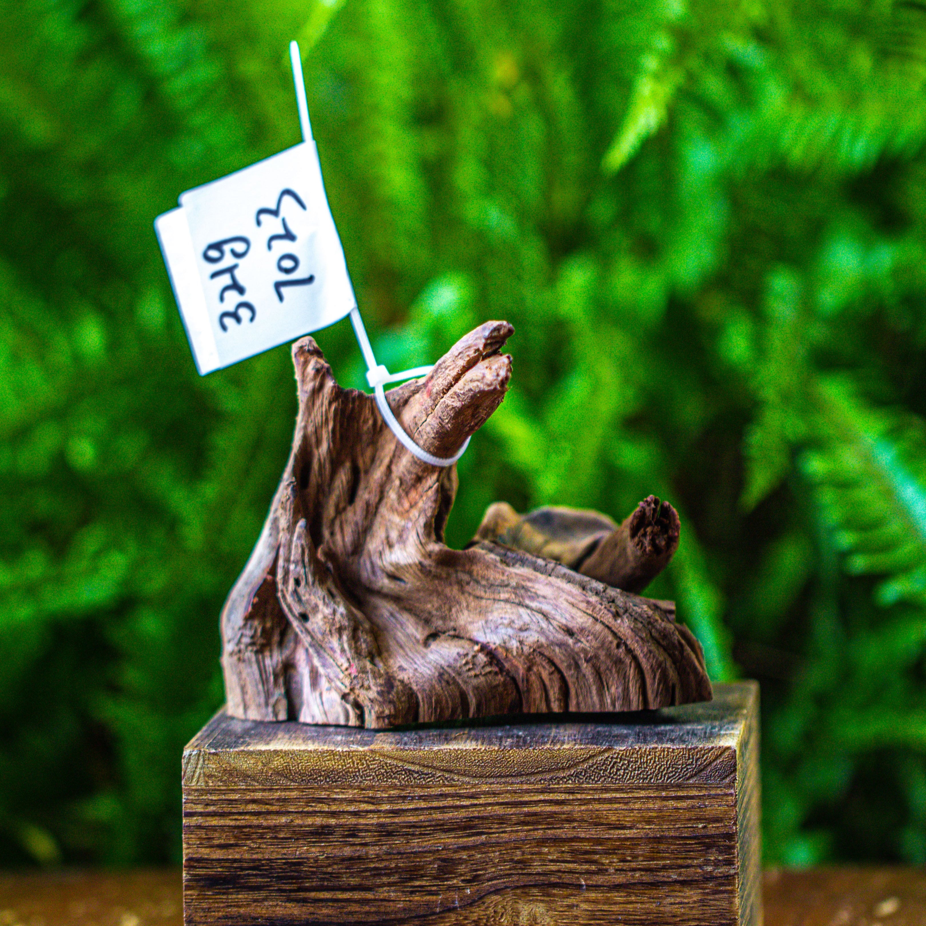 driftwood for moss terrarium, miniature, micro landscape, 7023 - NCYPgarden