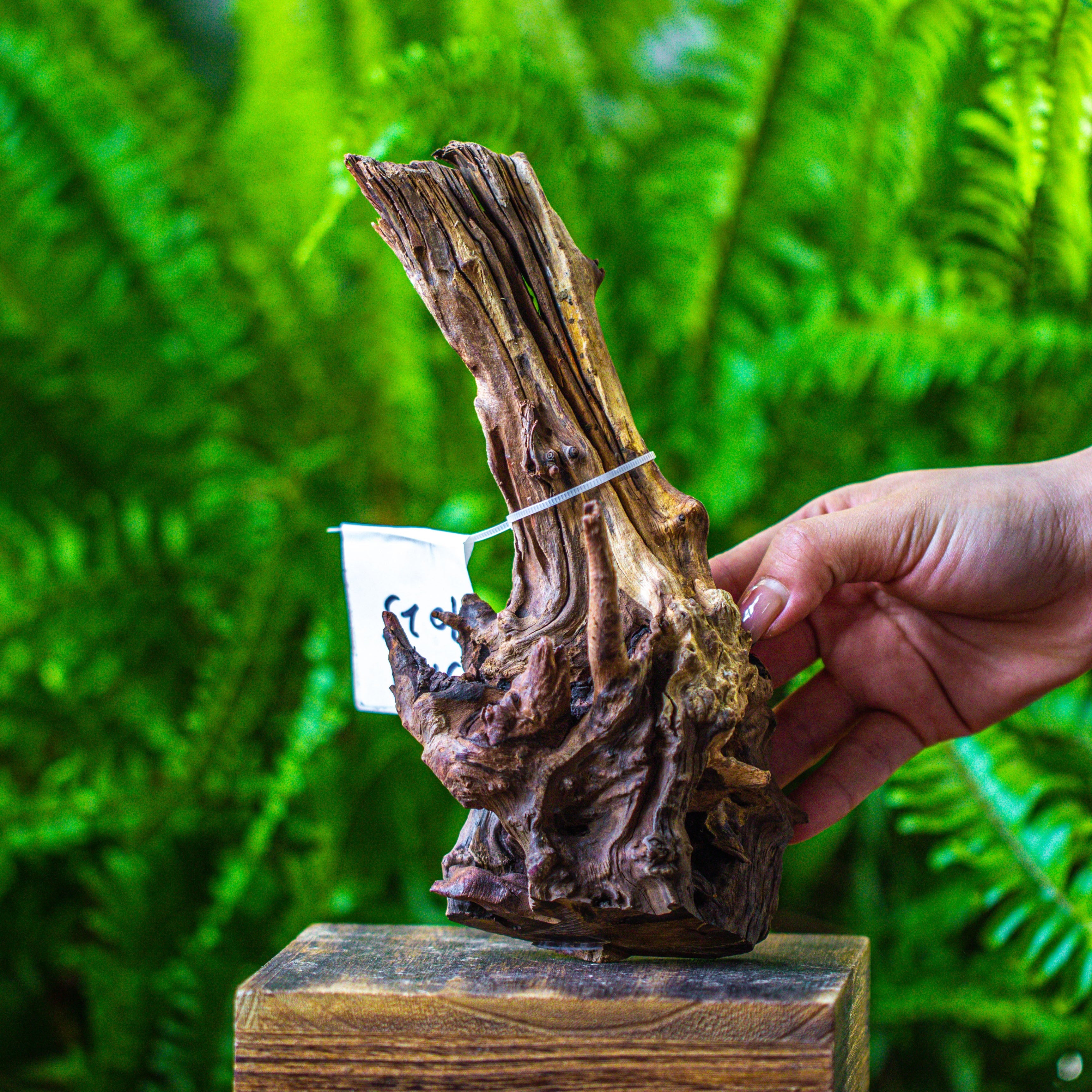 driftwood for moss terrarium, miniature, micro landscape, 7025 - NCYPgarden
