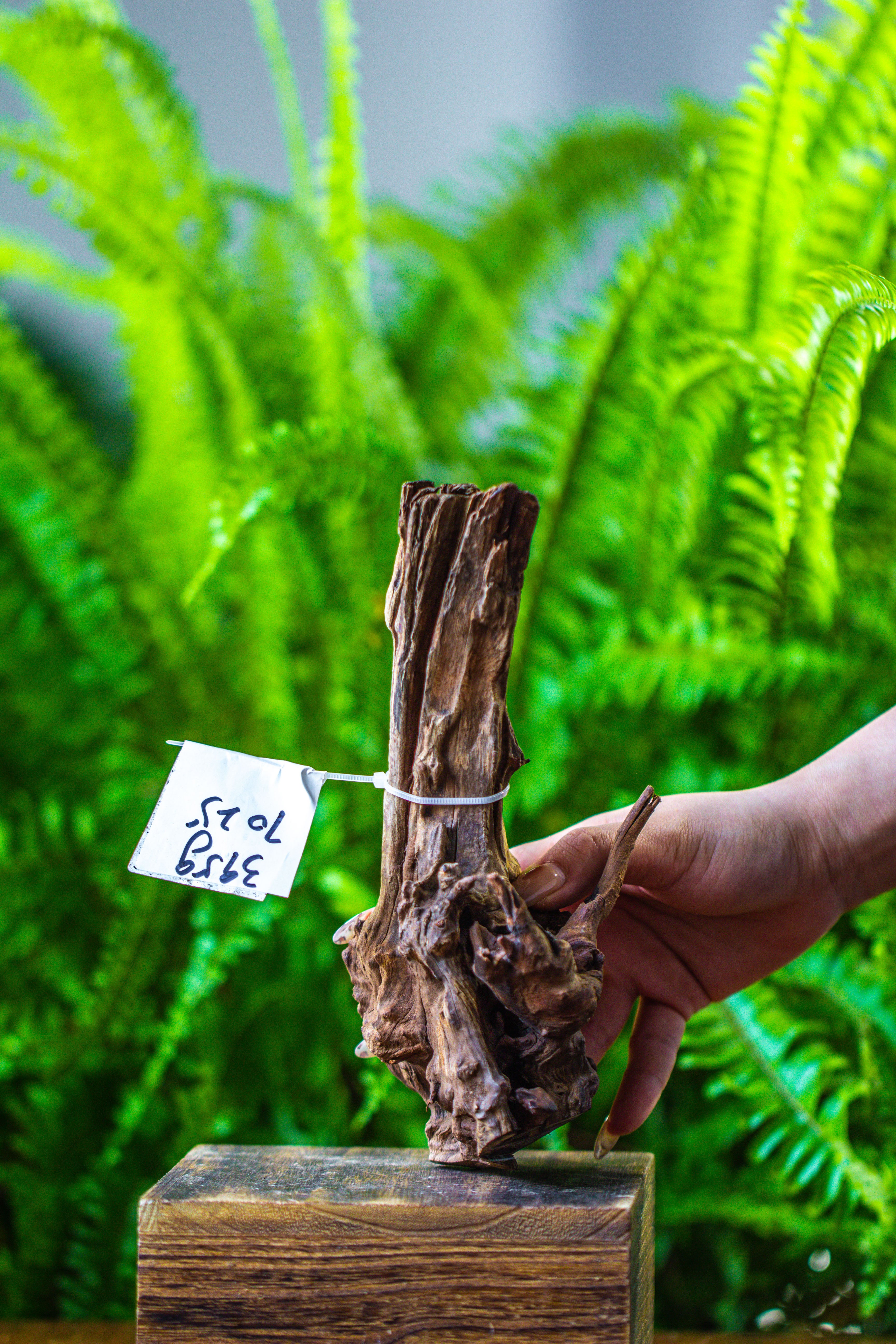 driftwood for moss terrarium, miniature, micro landscape, 7025 - NCYPgarden