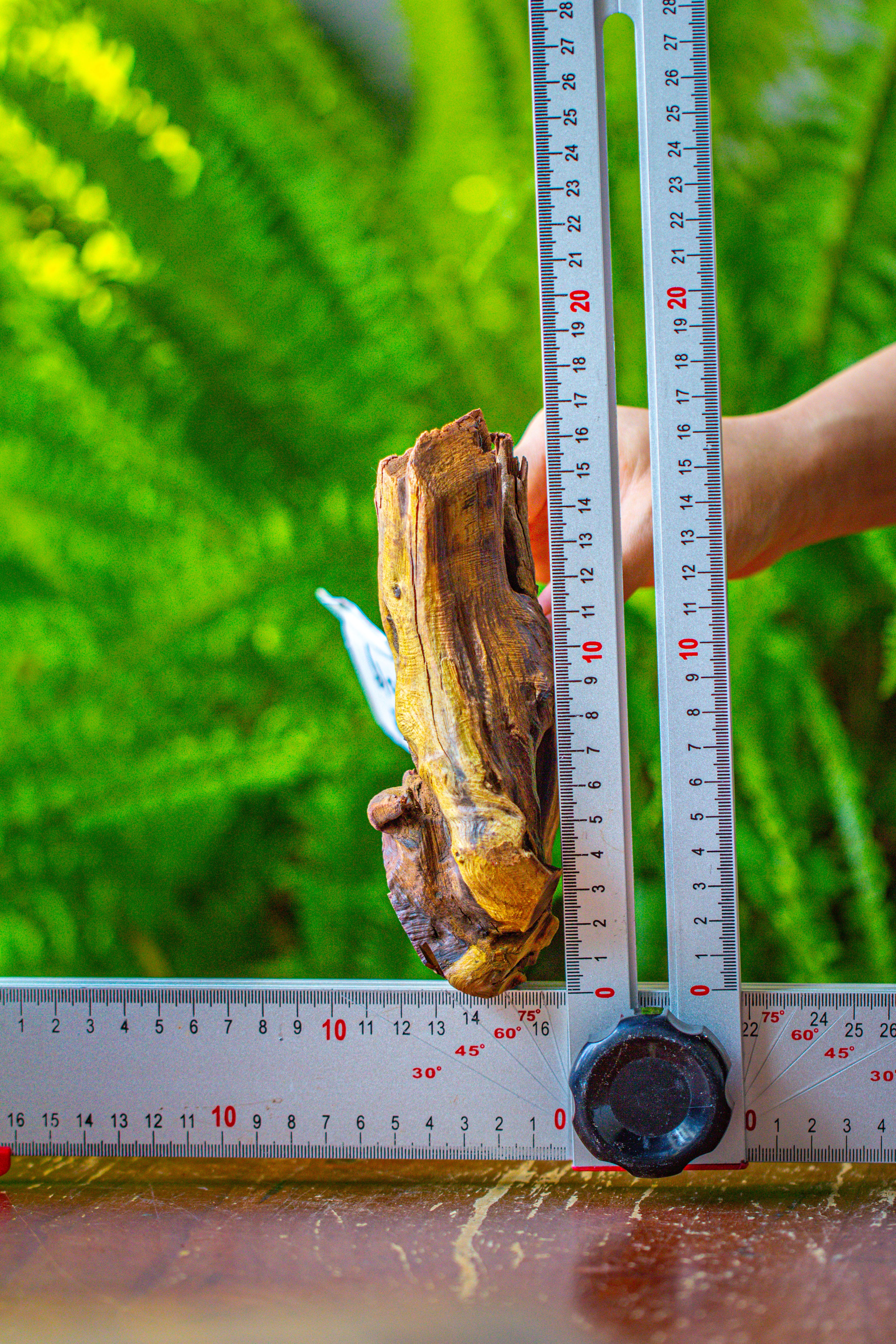 driftwood for moss terrarium, miniature, micro landscape, 7019 - NCYPgarden