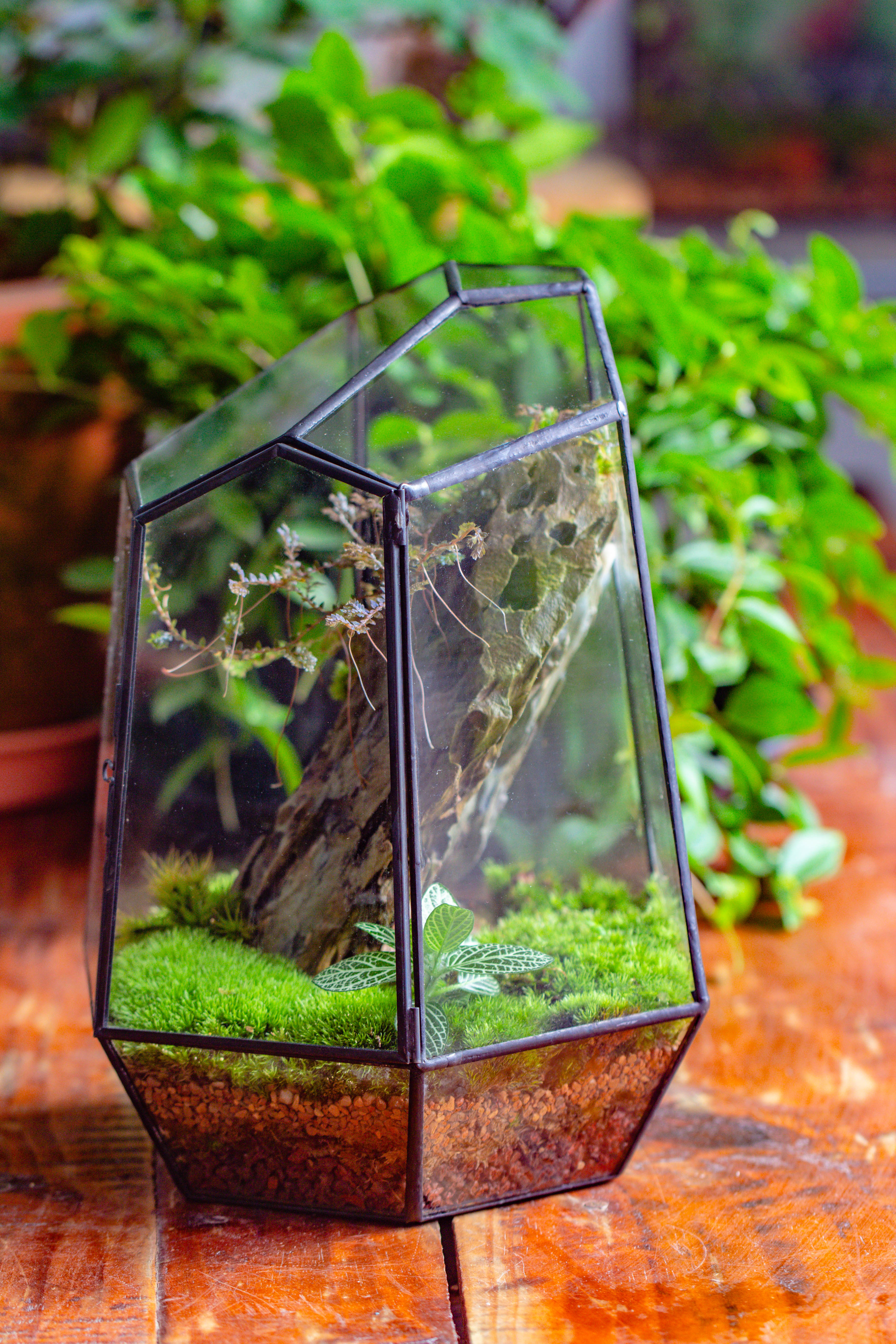 NCYP Large Close Geometric Glass Terrarium with Door, Tin Sealed Irregular Tall Planter for moss Flower Pot - NCYPgarden