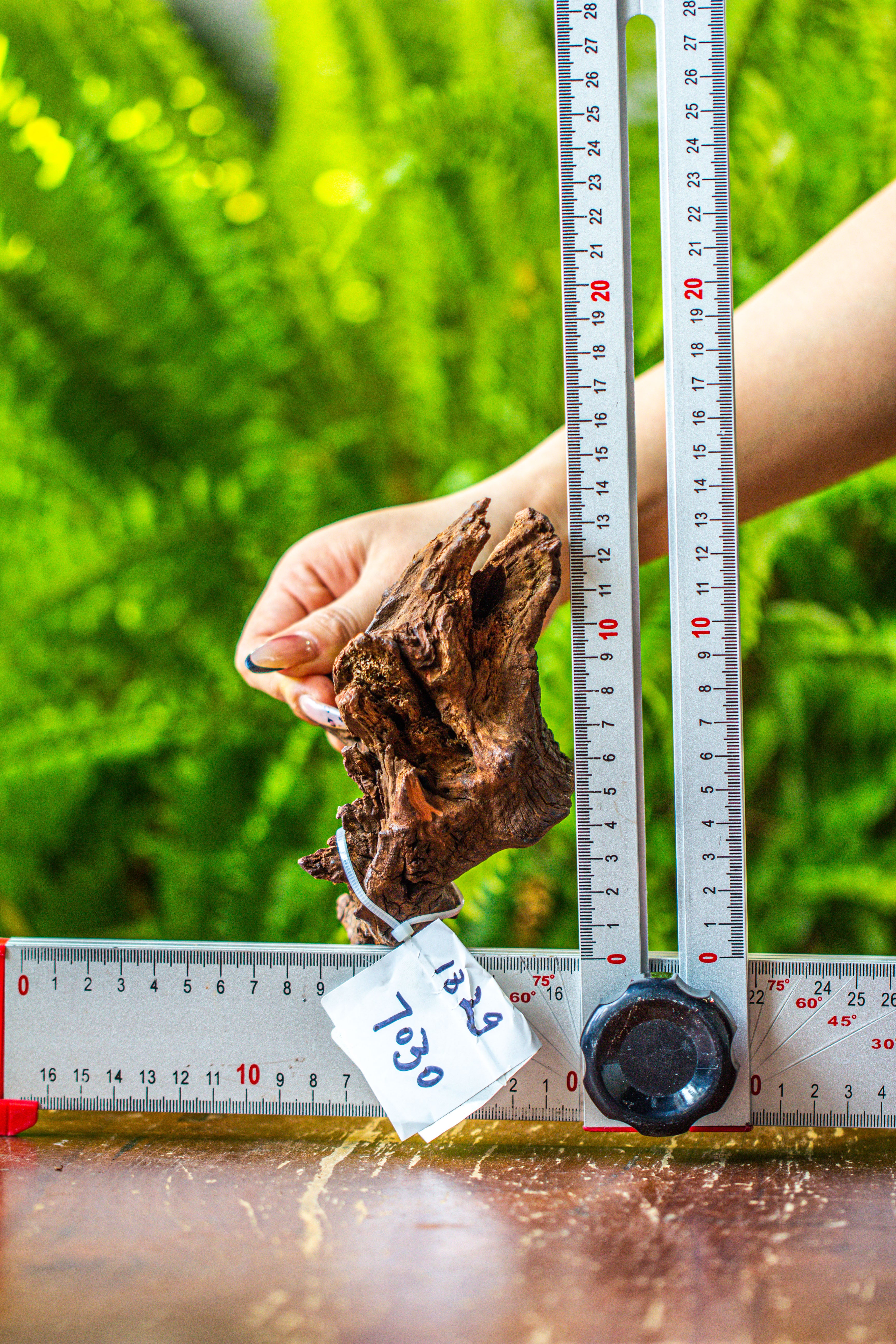 driftwood for moss terrarium, miniature, micro landscape, 7030 - NCYPgarden