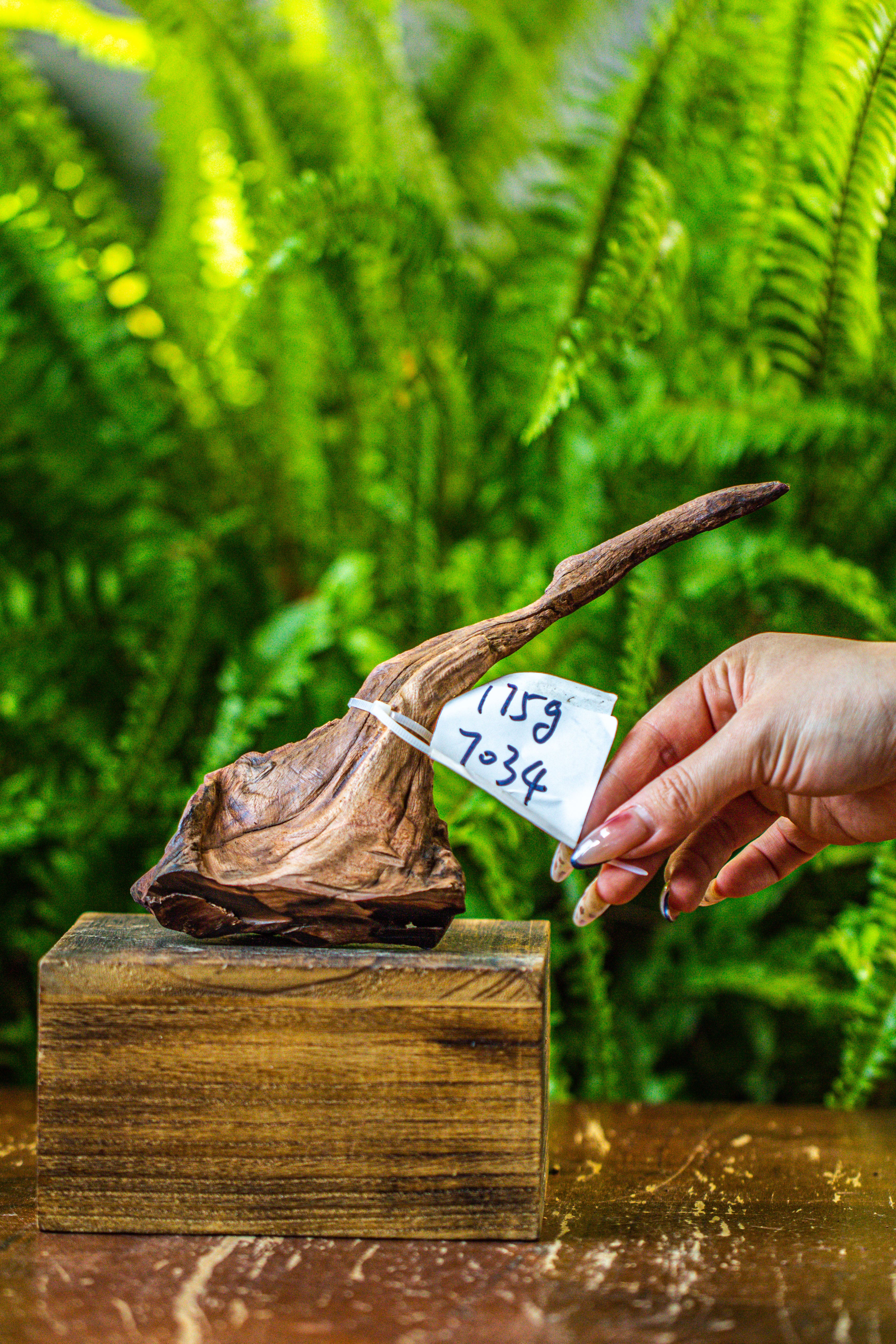 driftwood for moss terrarium, miniature, micro landscape, 7034 - NCYPgarden