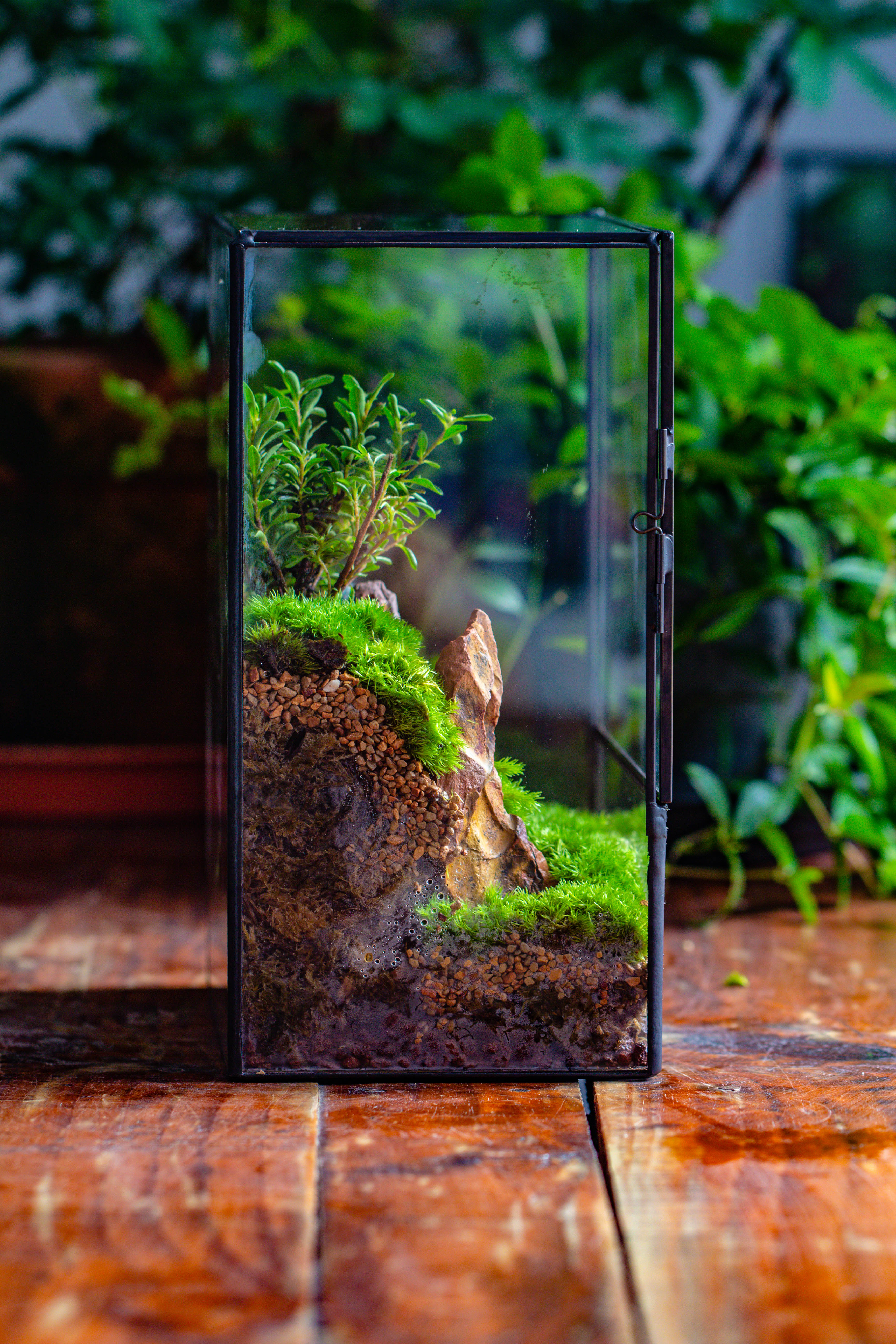 Close Geometric Glass Tin Terrarium , 8x10" and Buddha, rock, Micro Landscape Moss Terrarium Building DIY set No plants, Customizable - NCYPgarden