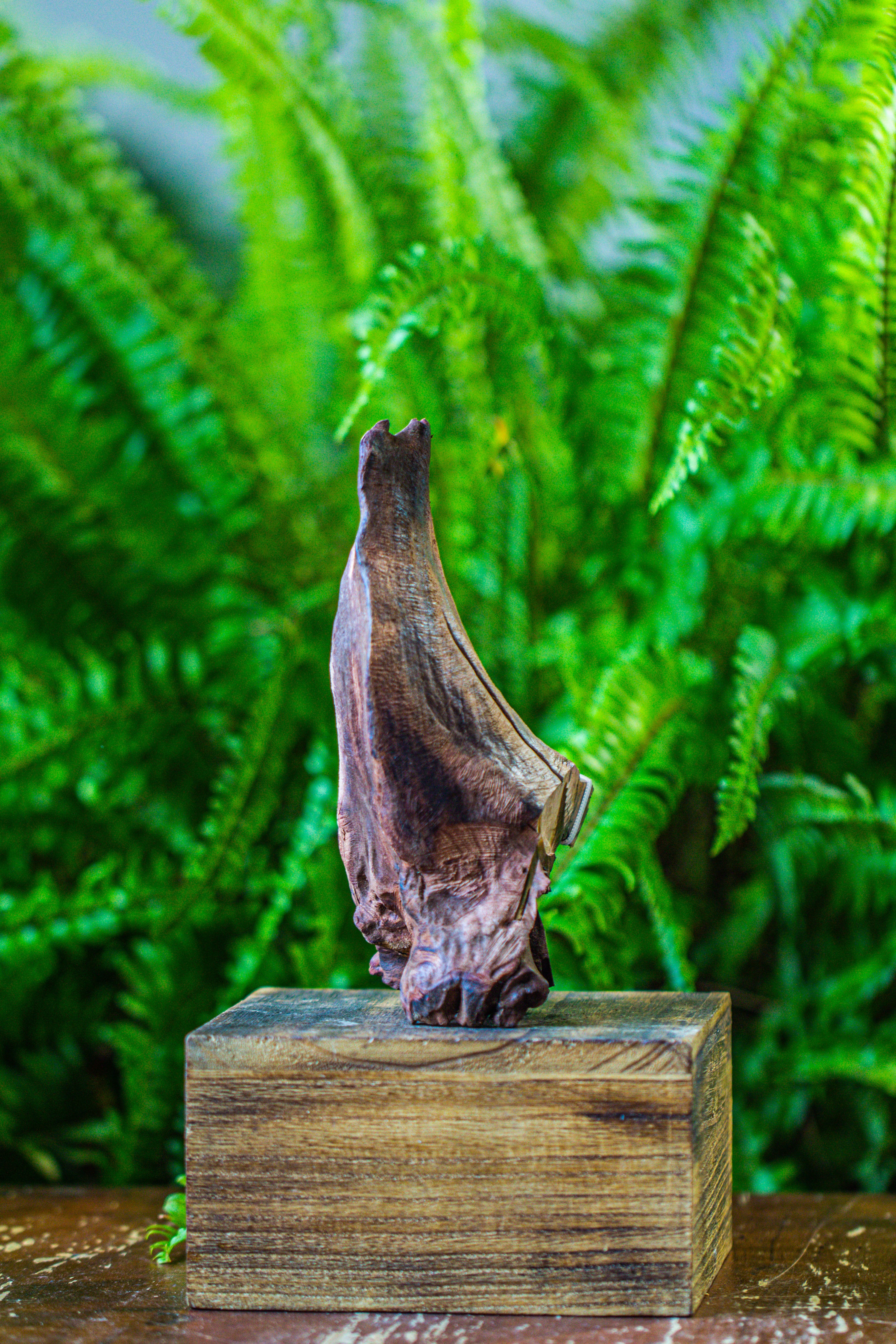 driftwood for moss terrarium, miniature, micro landscape, 7047 - NCYPgarden