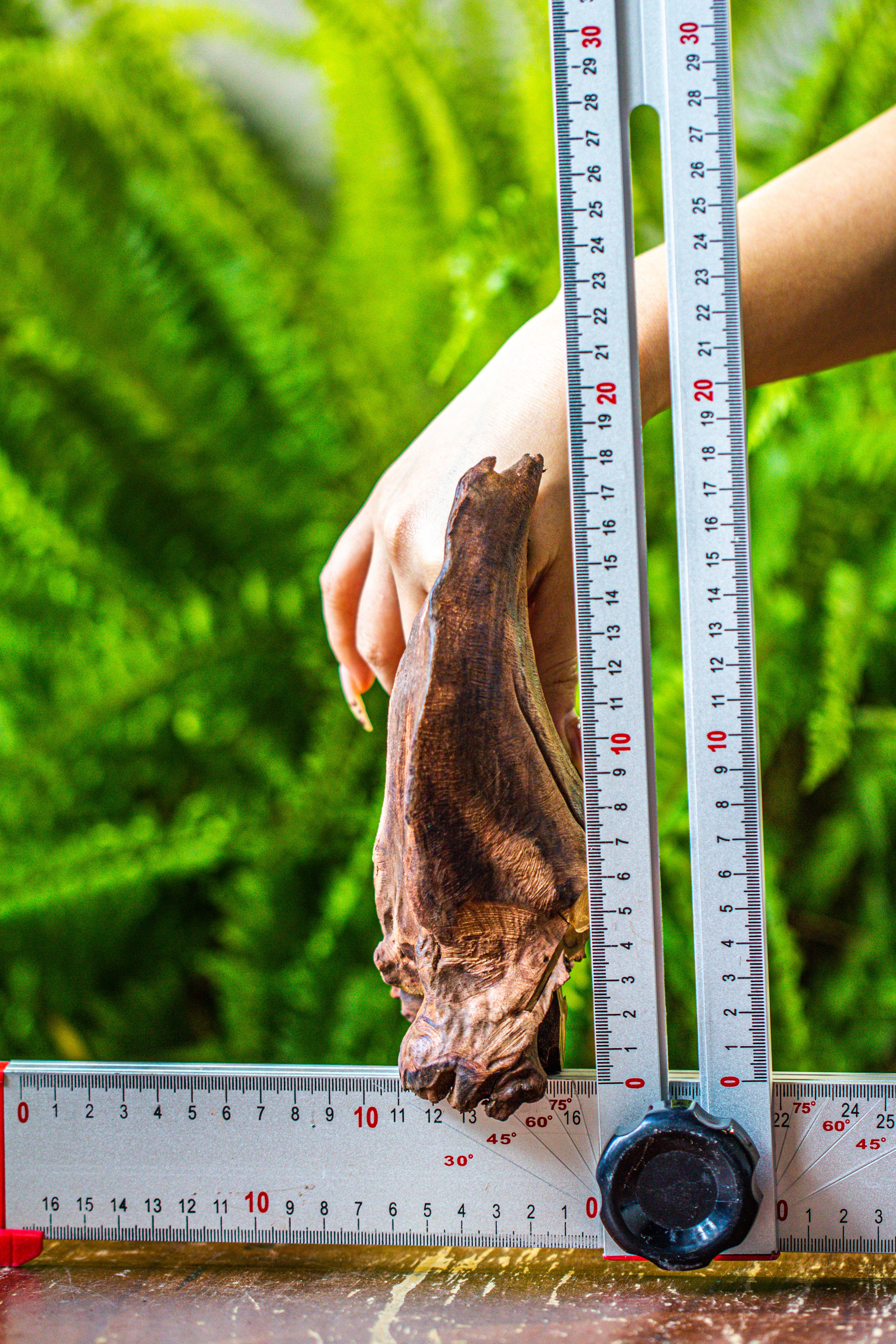 driftwood for moss terrarium, miniature, micro landscape, 7047 - NCYPgarden