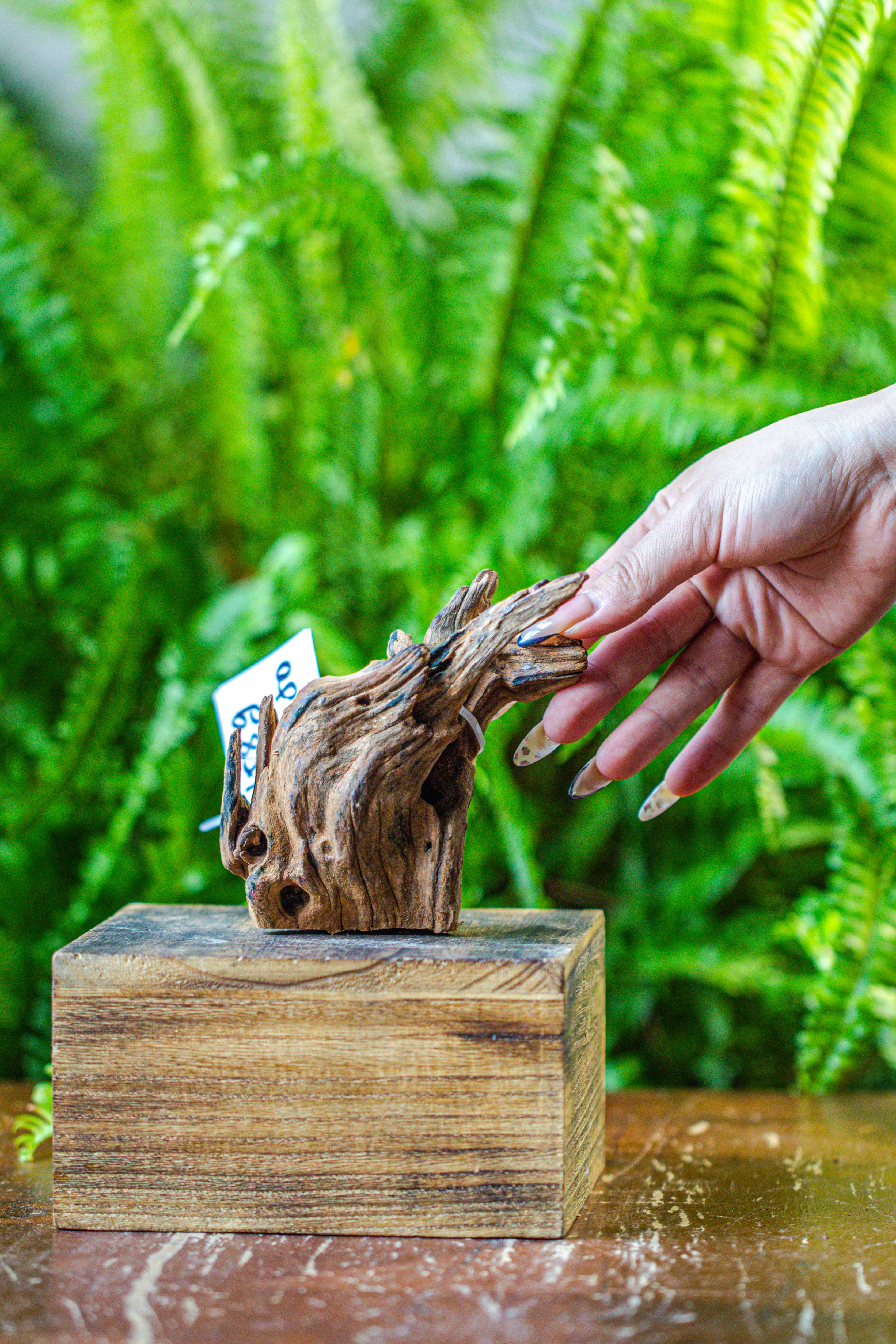 driftwood for moss terrarium, miniature, micro landscape, 7050 - NCYPgarden