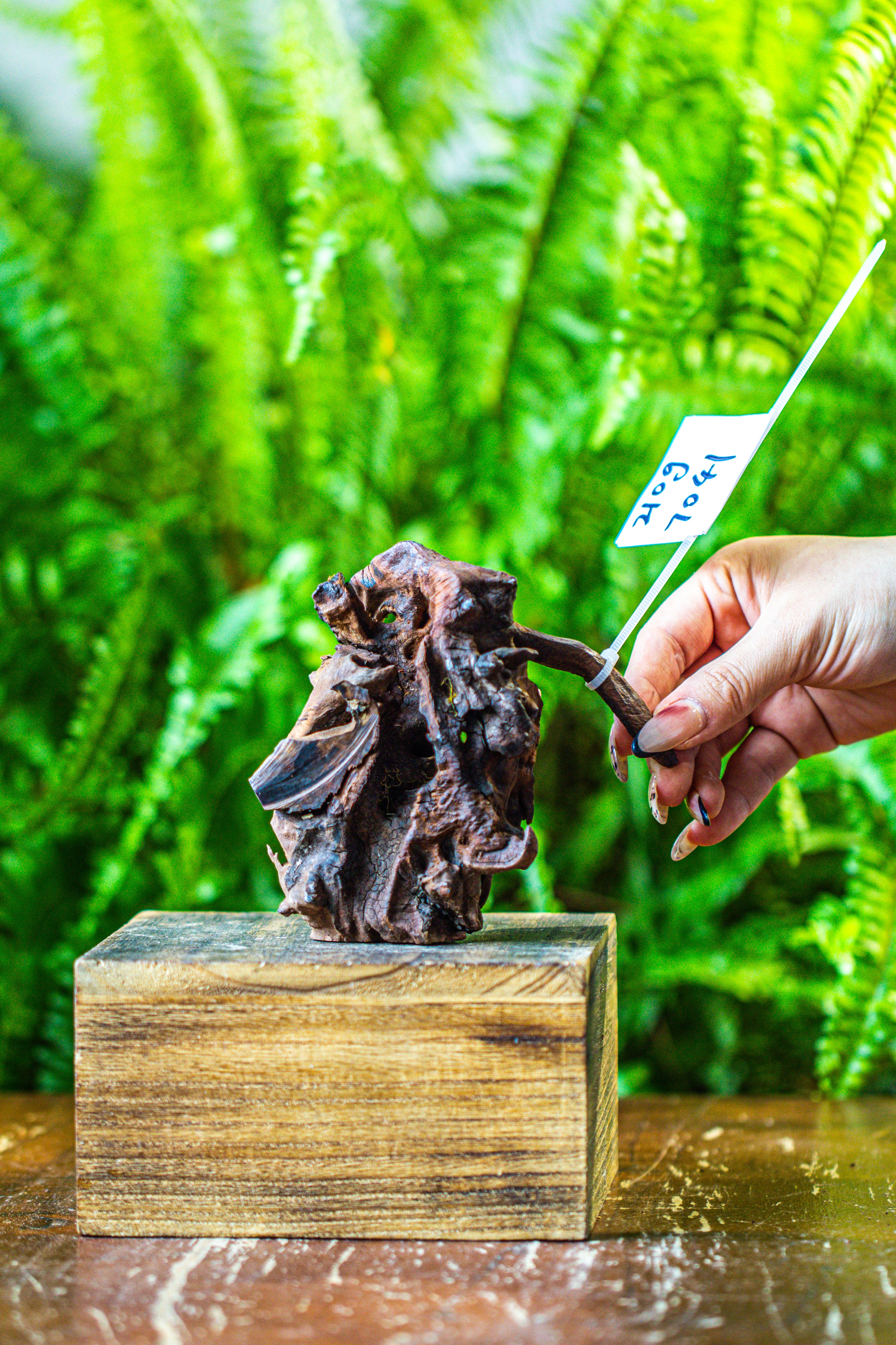 driftwood for moss terrarium, miniature, micro landscape, 7041 - NCYPgarden