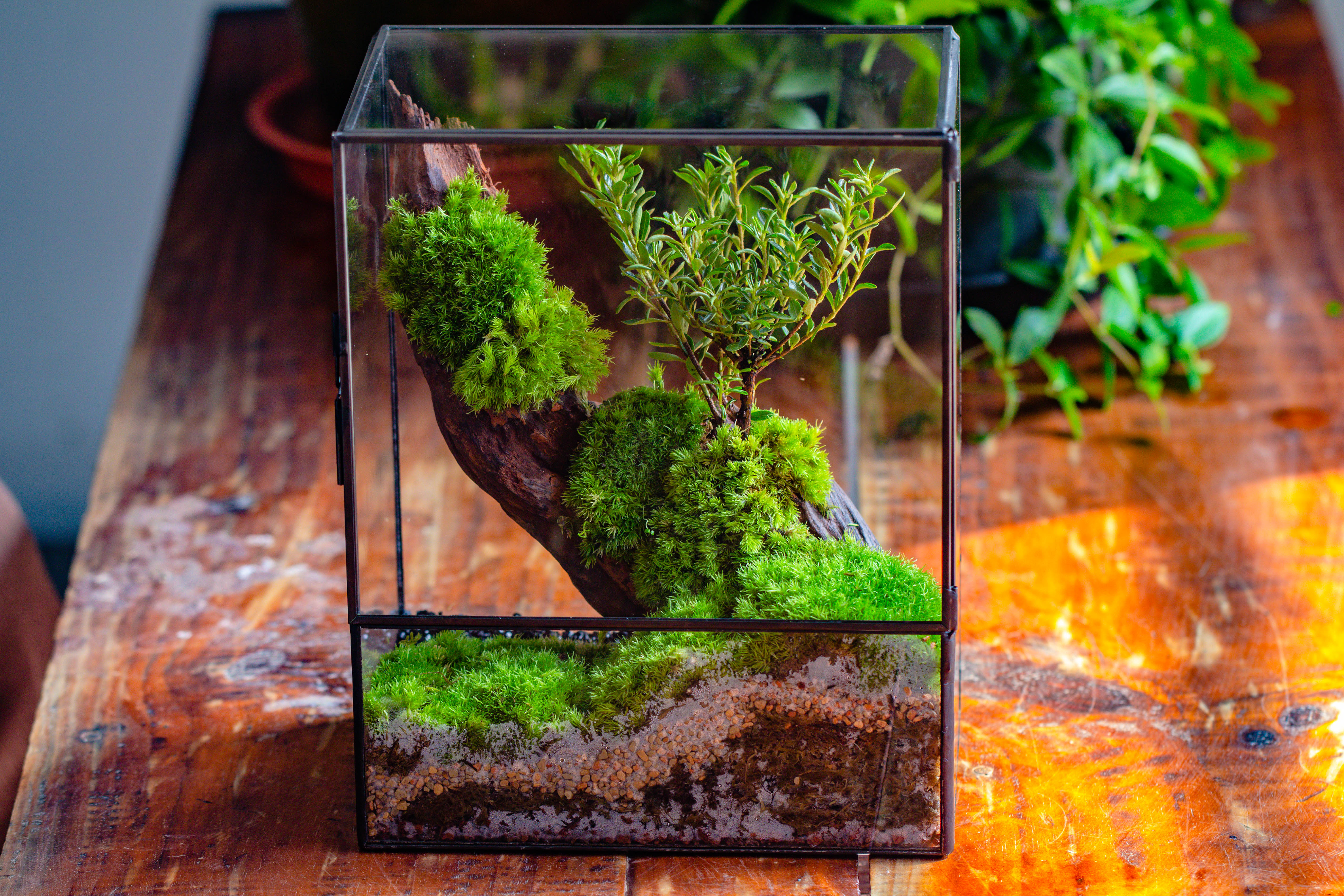Close Geometric Glass Tin Terrarium , 8x10" and natural Driftwood Micro Landscape Moss Terrarium Building DIY set No plants, Customizable - NCYPgarden