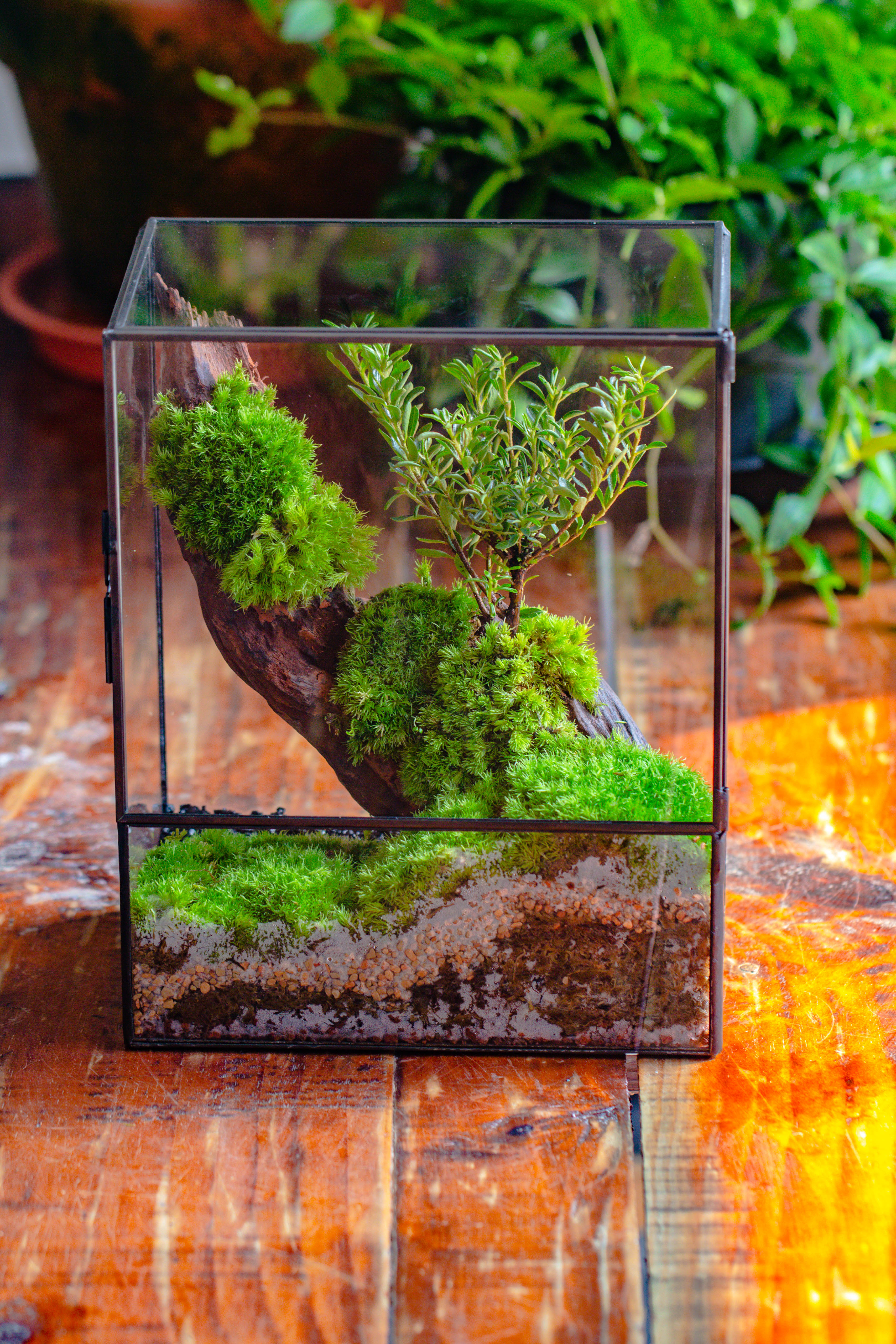 Close Geometric Glass Tin Terrarium , 8x10" and natural Driftwood Micro Landscape Moss Terrarium Building DIY set No plants, Customizable - NCYPgarden